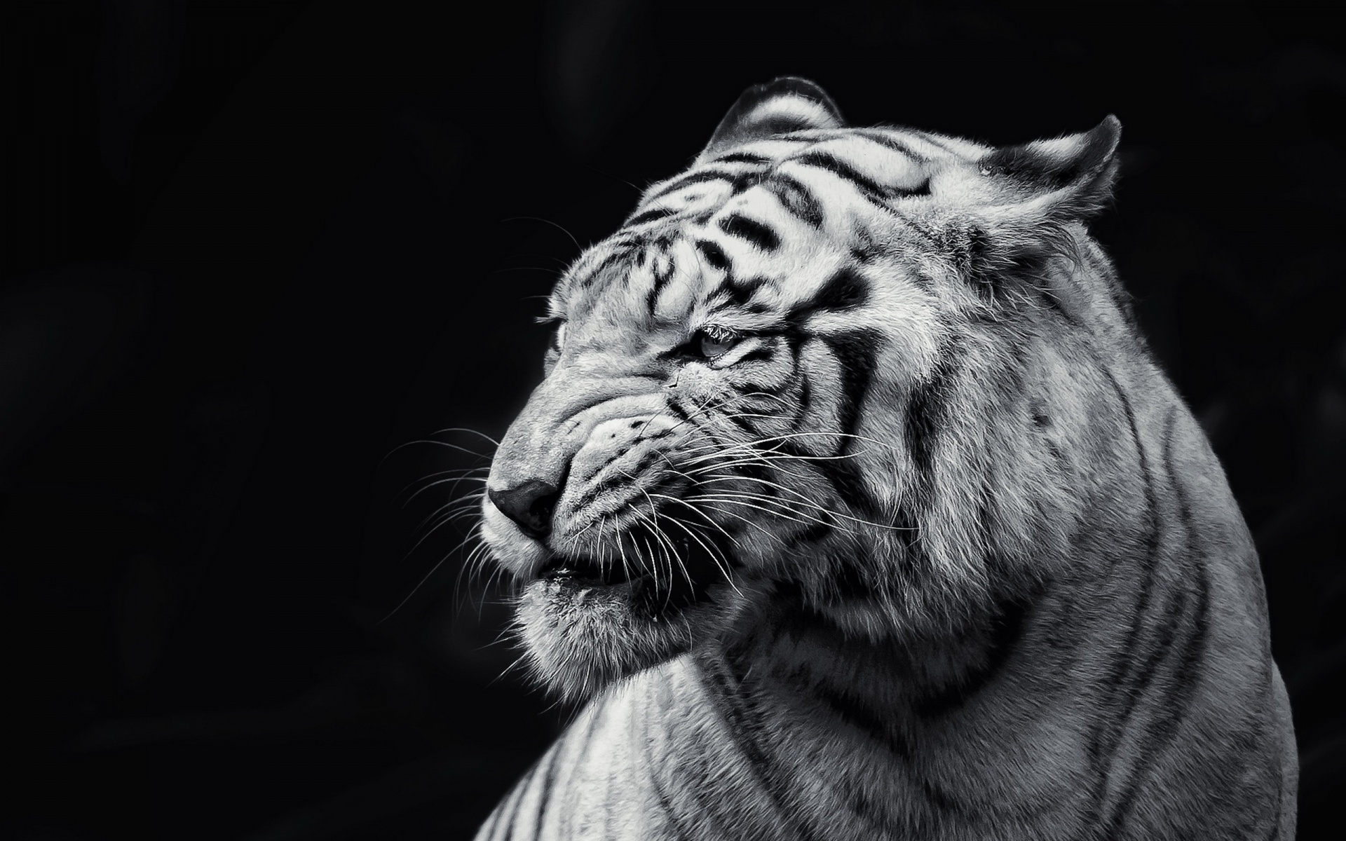 Wallpaper White tiger wallpaper Full HD walpart