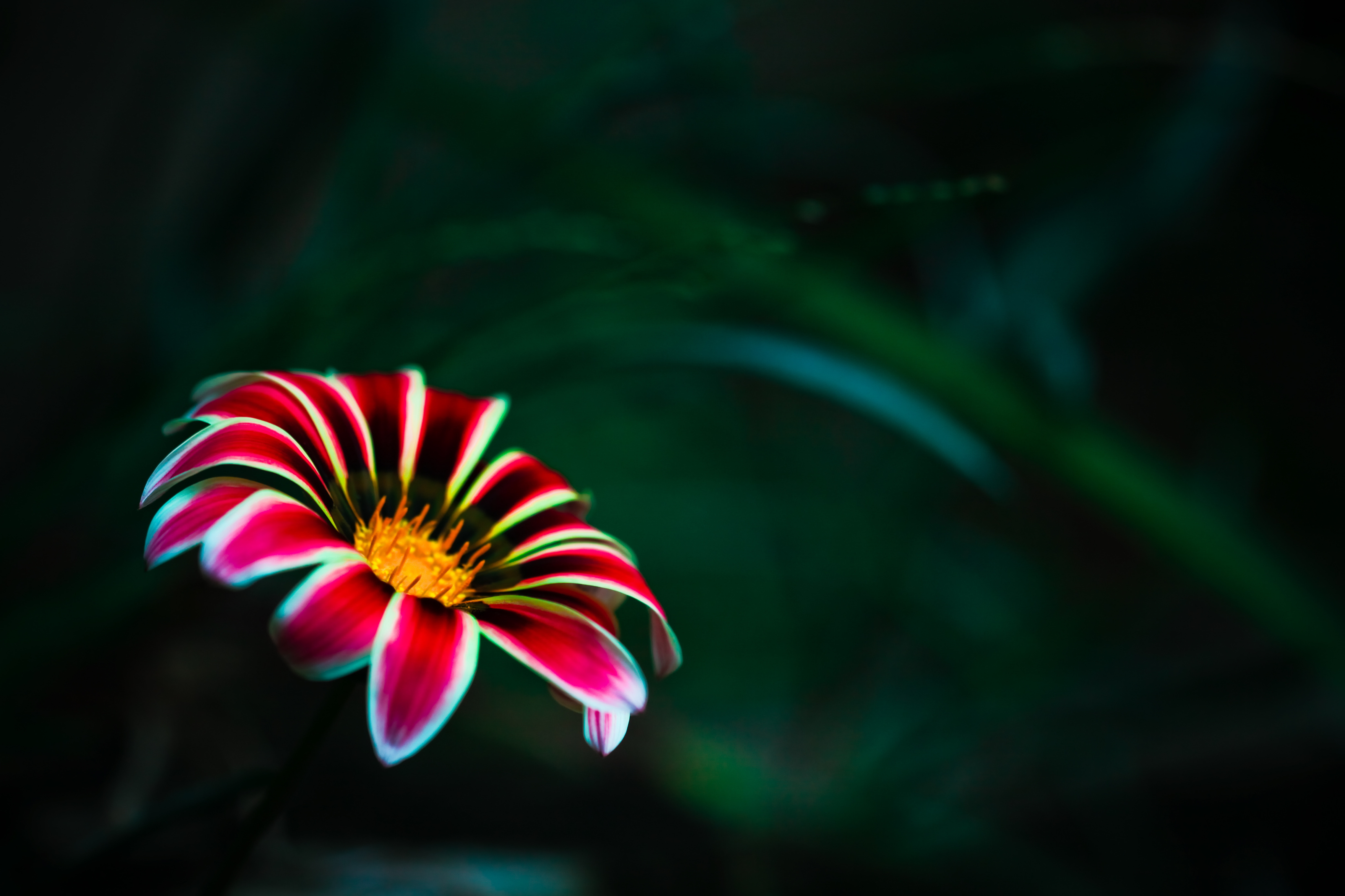 Download Nature Flower 4k Ultra HD Wallpaper