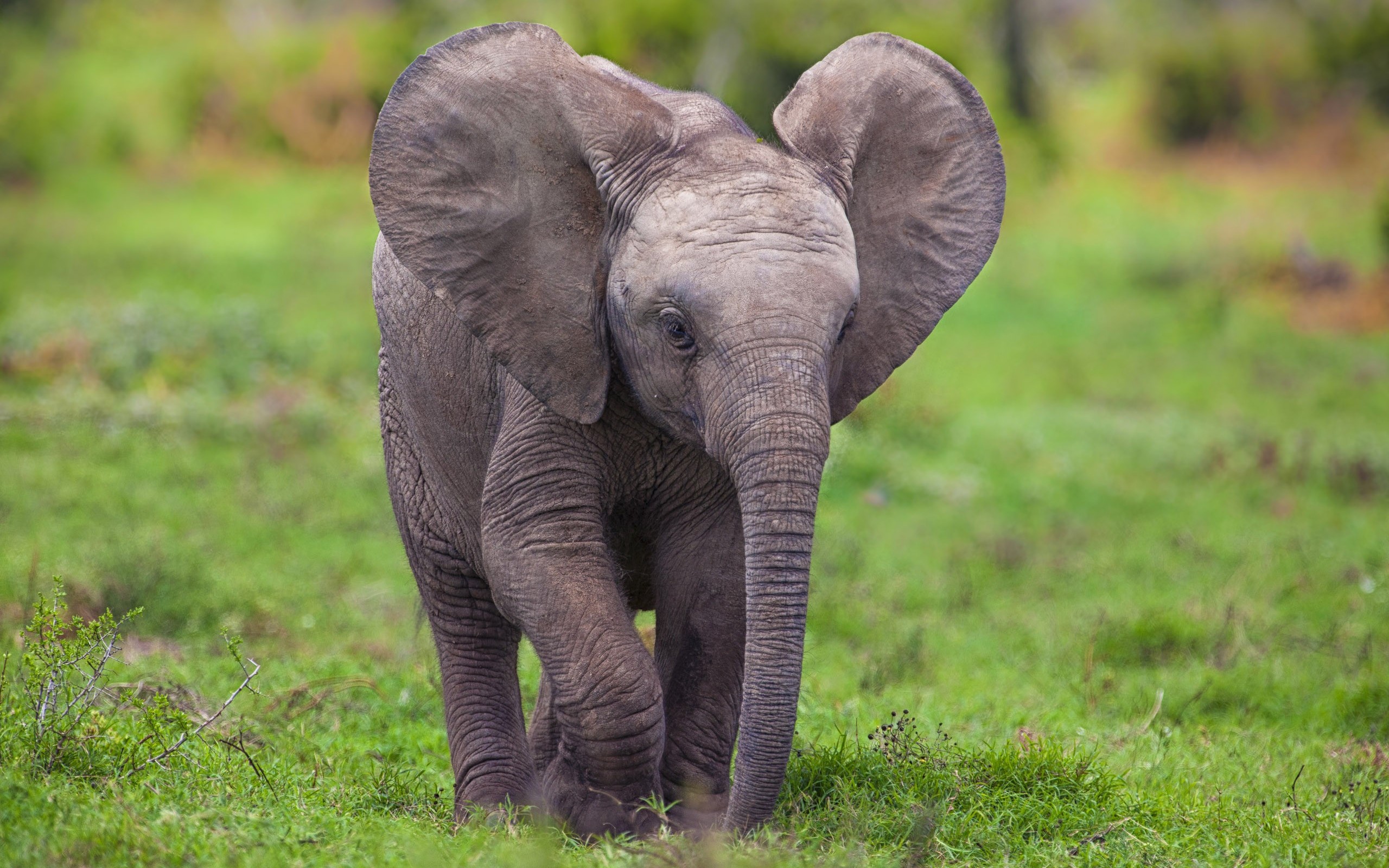 Elephant HD Wallpaper Background Image 2560x1600