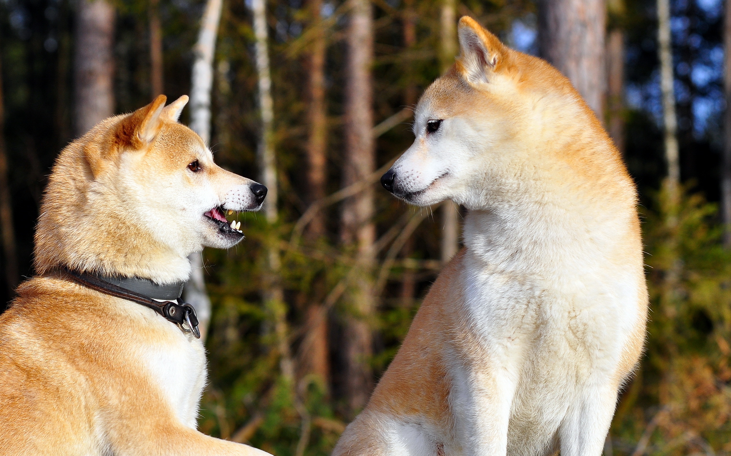 Shiba Inu Computer Wallpapers, Desktop Backgrounds 2560x1600 ID367162