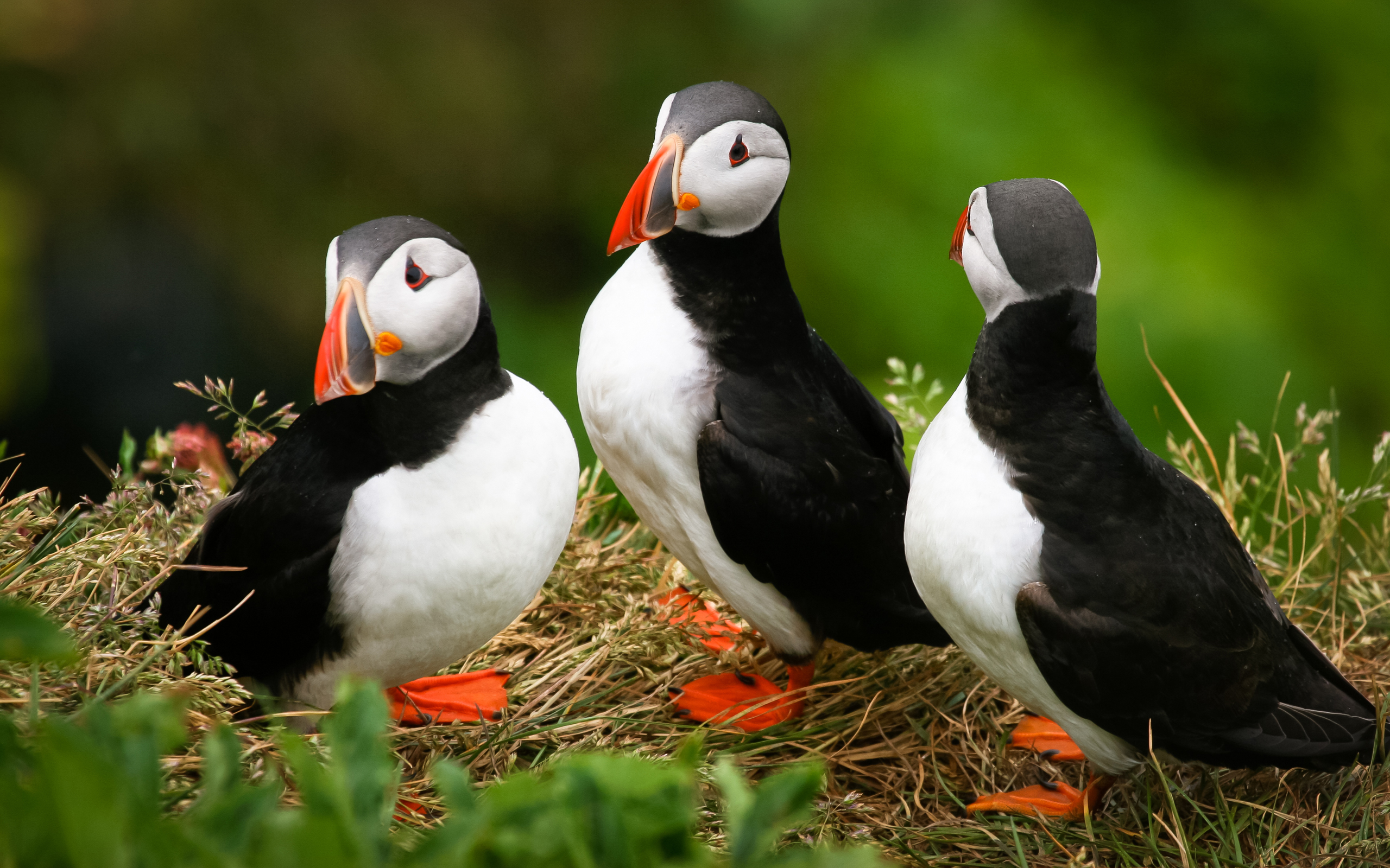 Atlantic Puffin Trio HD Wallpaper: Vibrant Puffin Birds in Natural Habitat