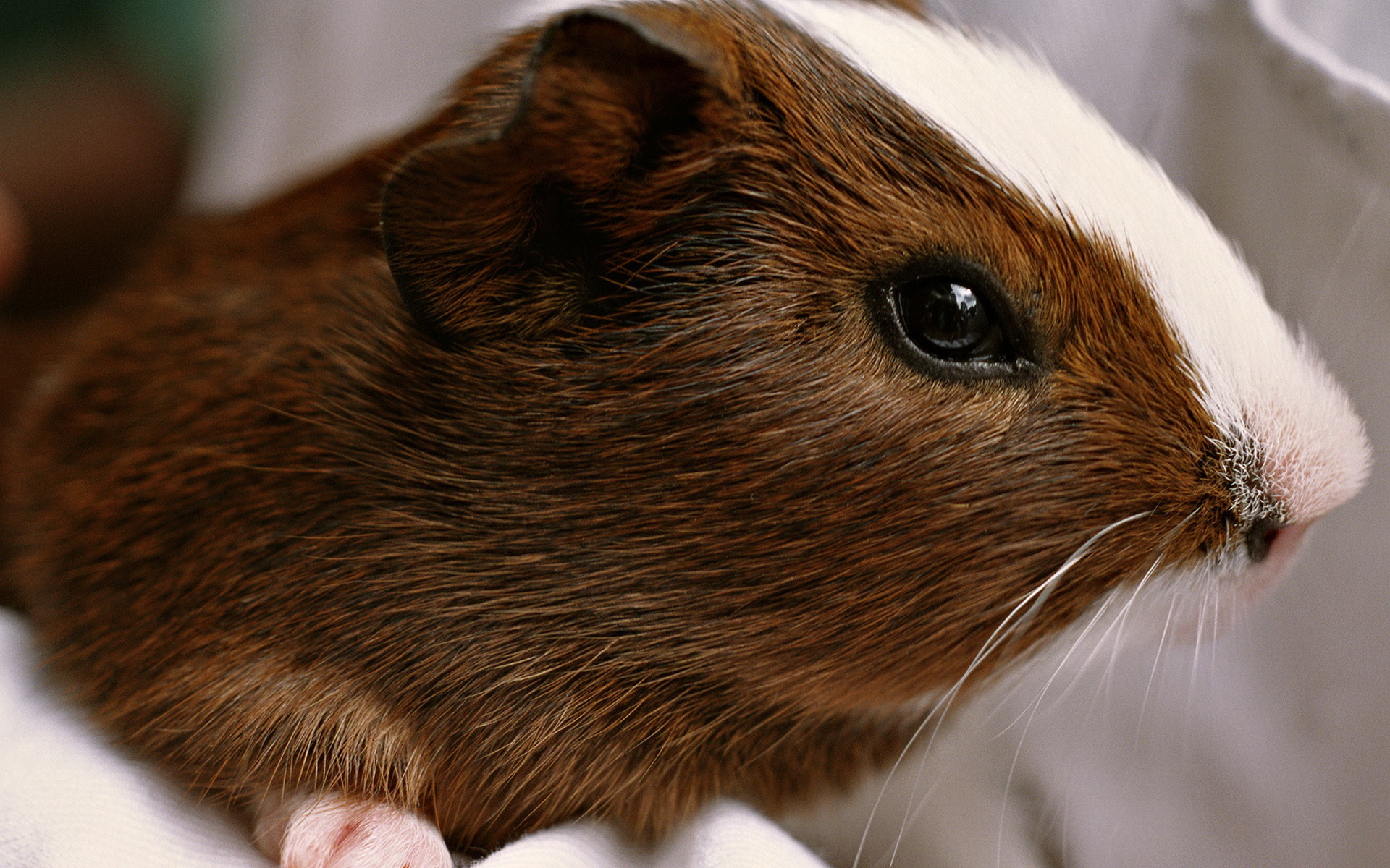 Guinea Pig HD Wallpaper Background Image 1920x1200 ID369693