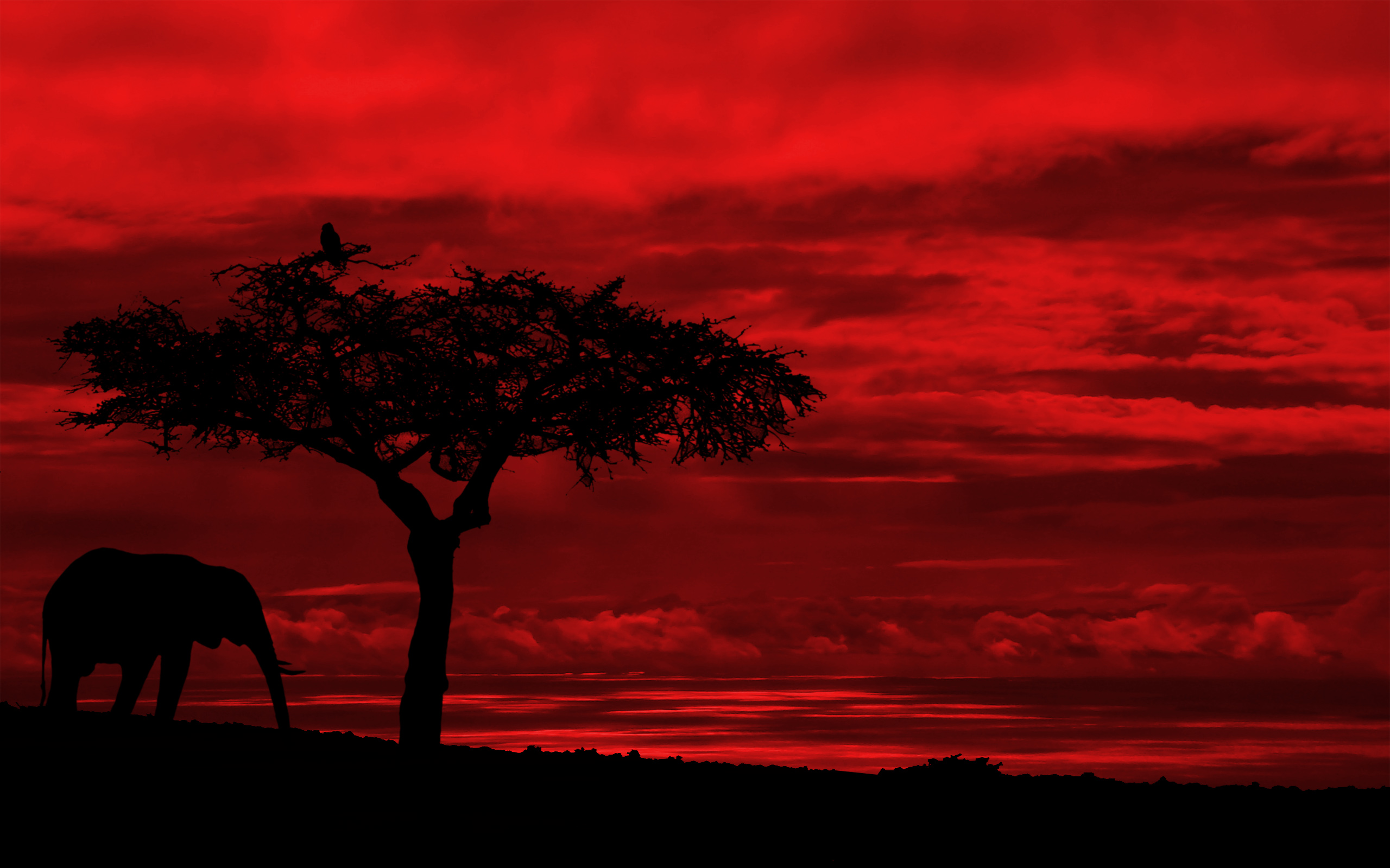 Download Animal African Bush Elephant HD Wallpaper