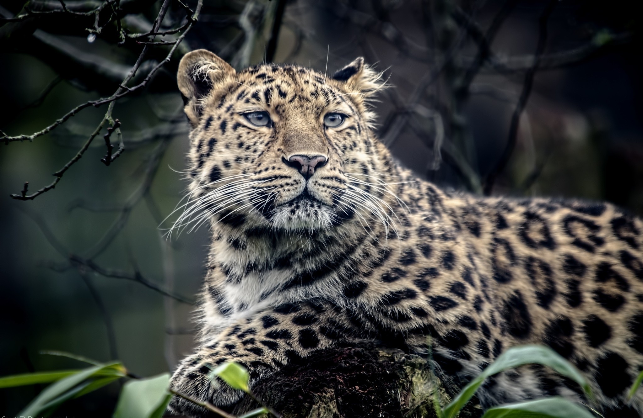 Download Animal Jaguar HD Wallpaper