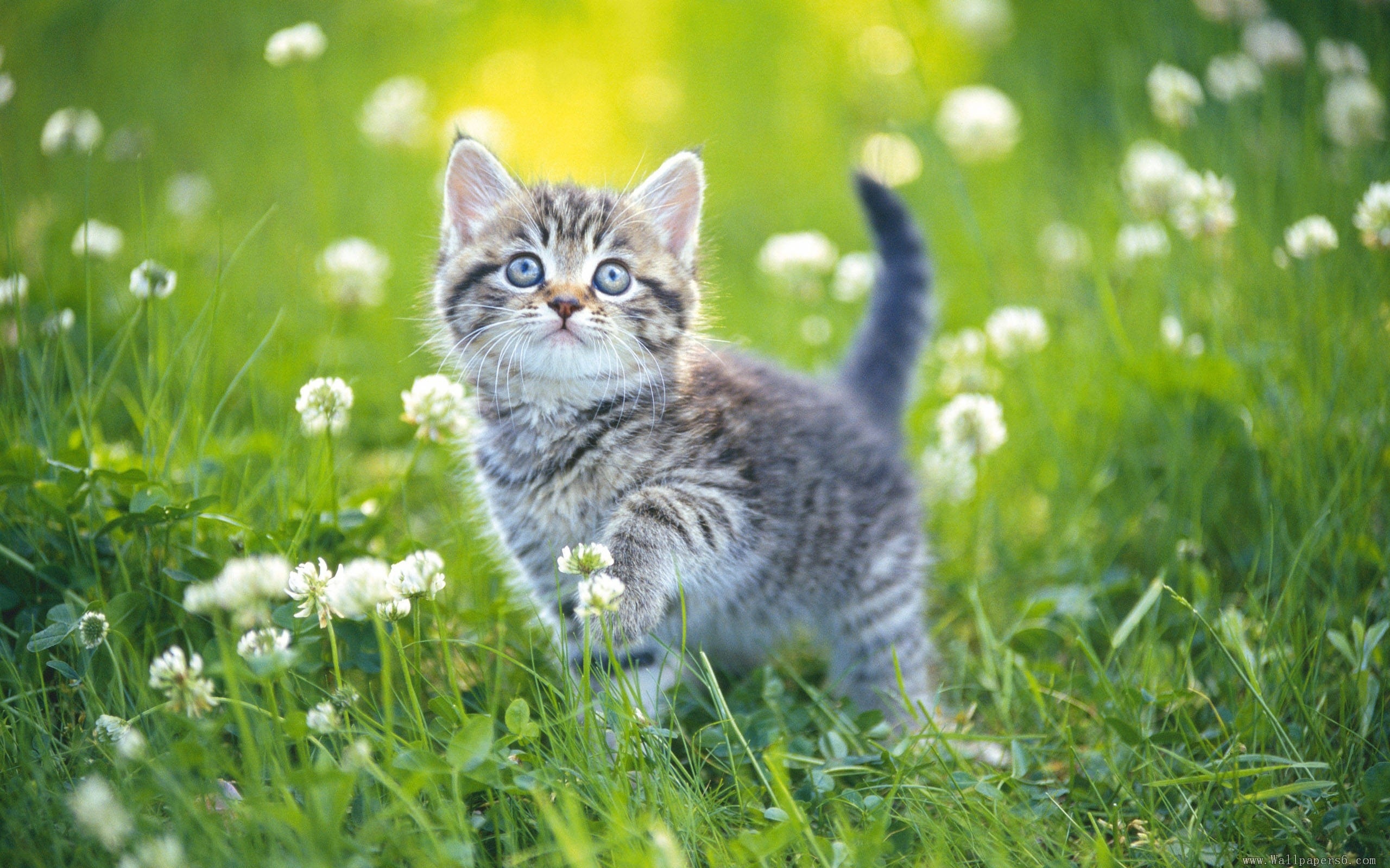 Springtime Kitten Blossom HD Wallpaper