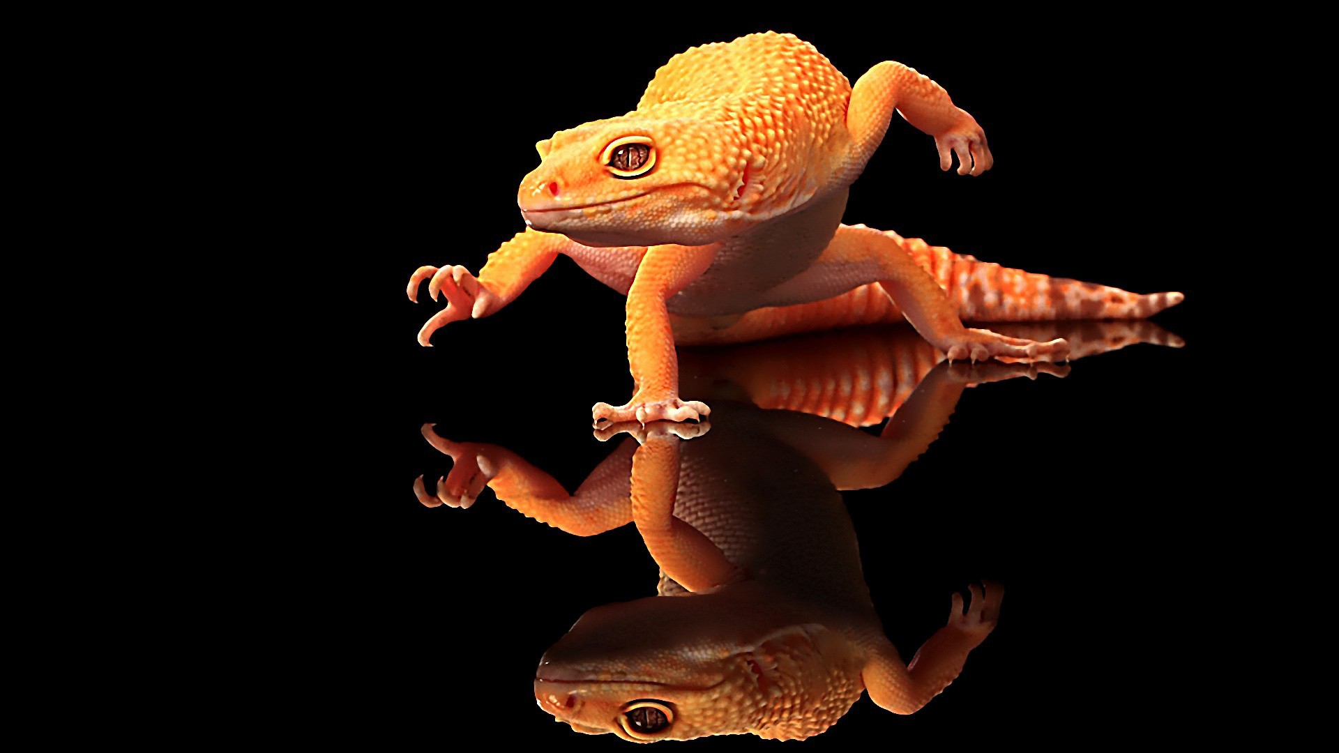270 Eidechse HD Wallpapers Hintergründe Wallpaper
