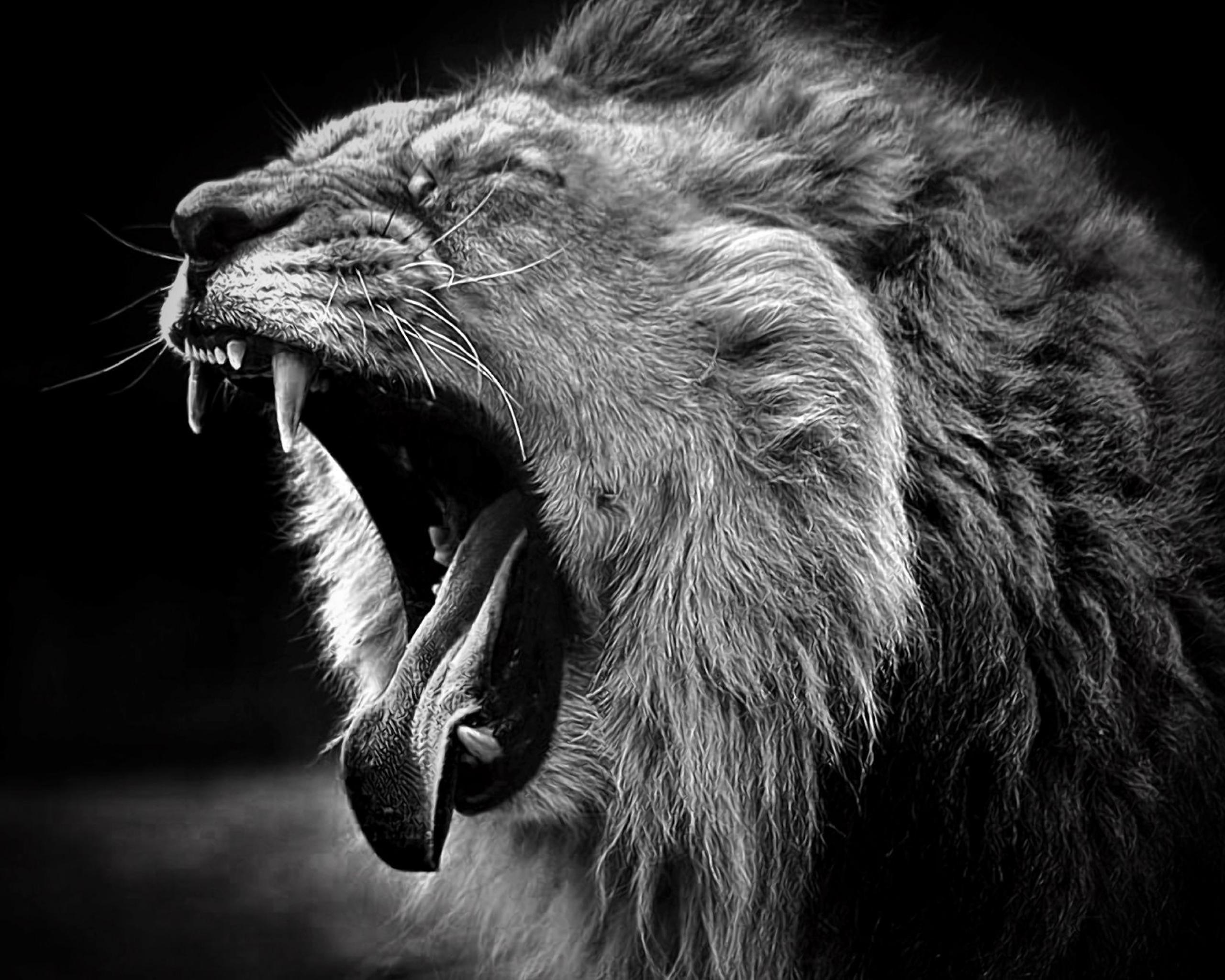 Download Gambar Lion Hd Wallpapers Black and White terbaru 2020 Miuiku
