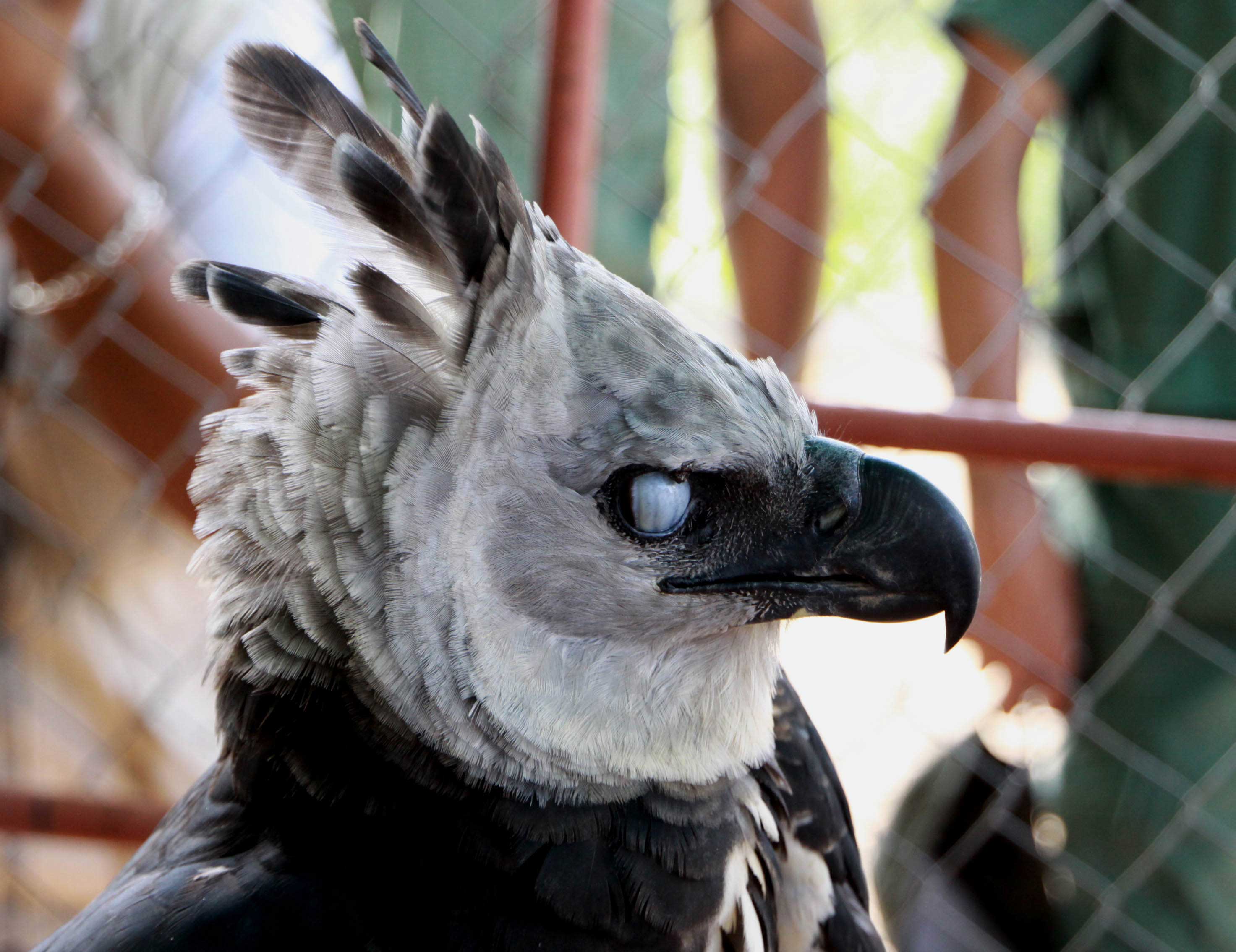 5 Harpy Eagle HD Wallpapers Backgrounds Wallpaper Abyss