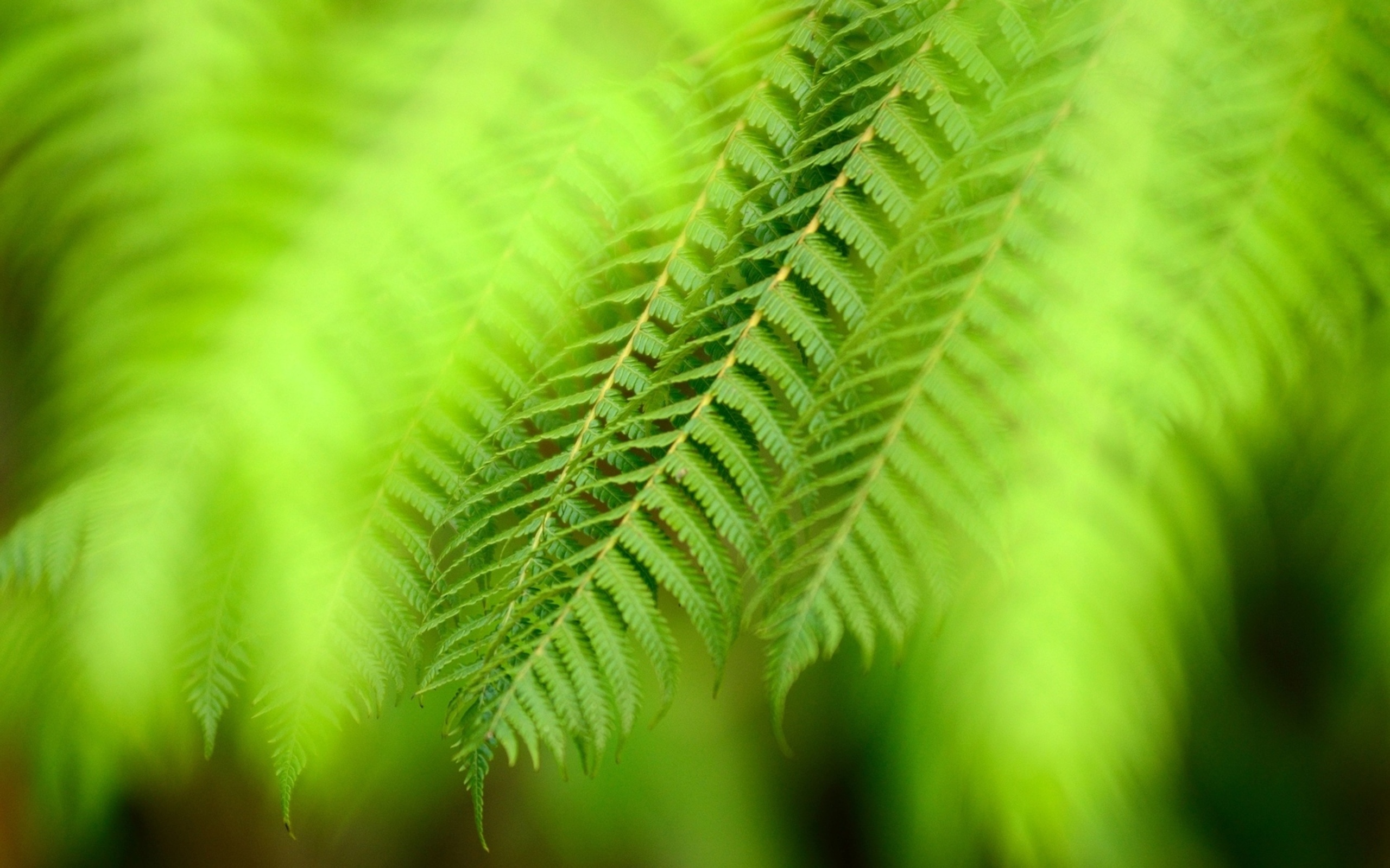 Fern Full HD Wallpaper and Background Image 2560x1600 ID408432