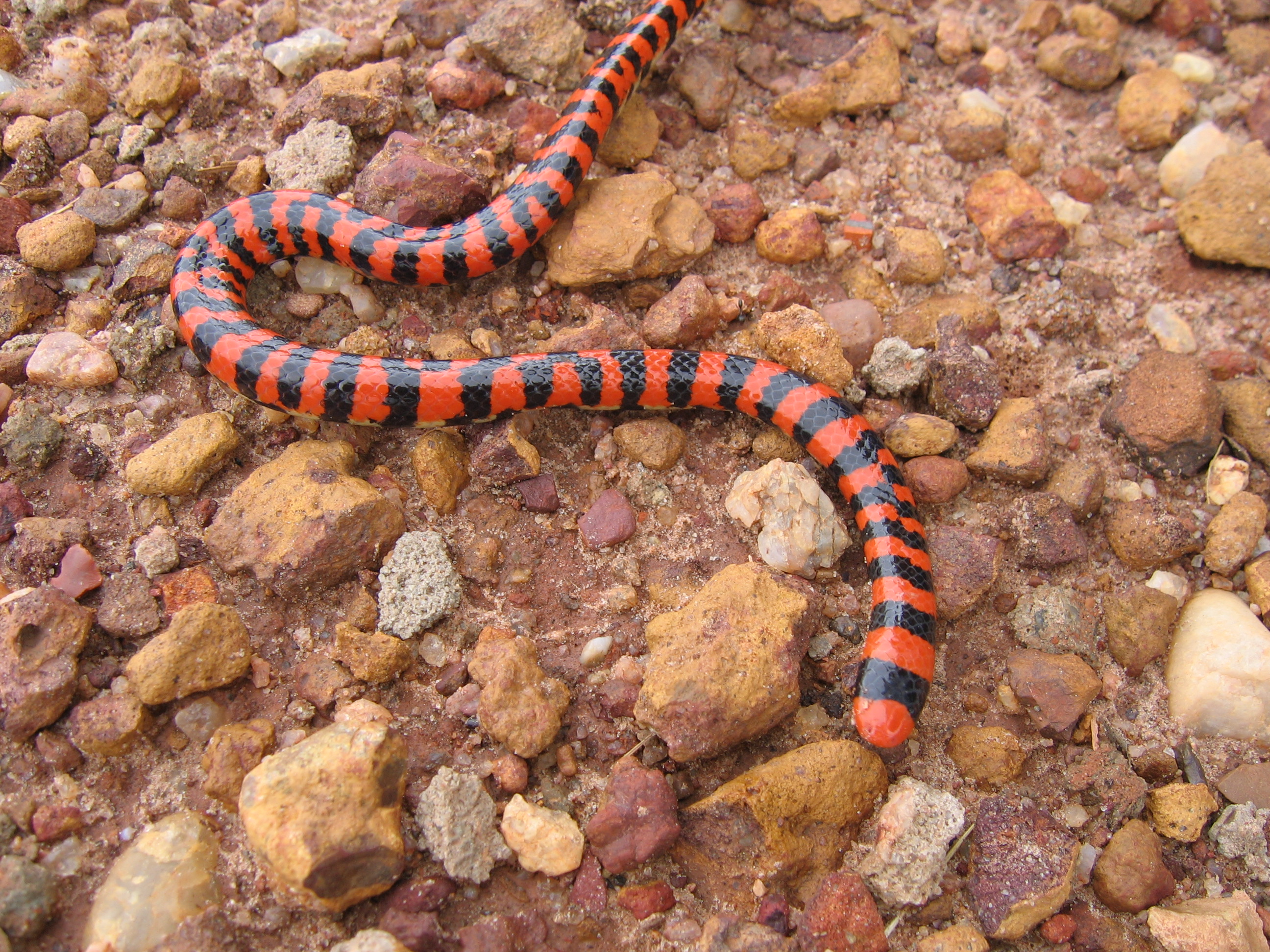 Download Animal False Coral Snake HD Wallpaper