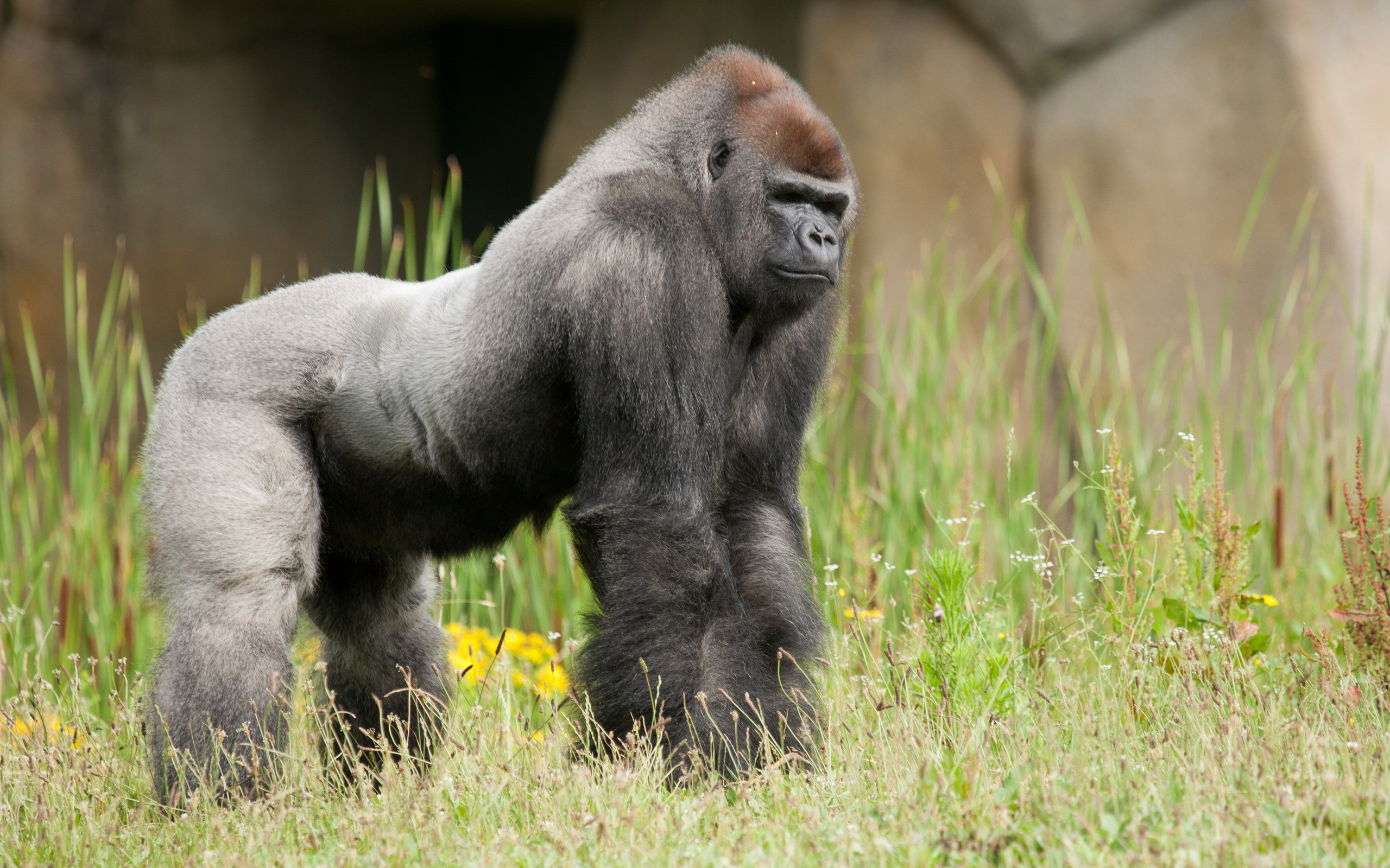 Gorilla Full HD Wallpaper and Background Image 2560x1600 ID422024