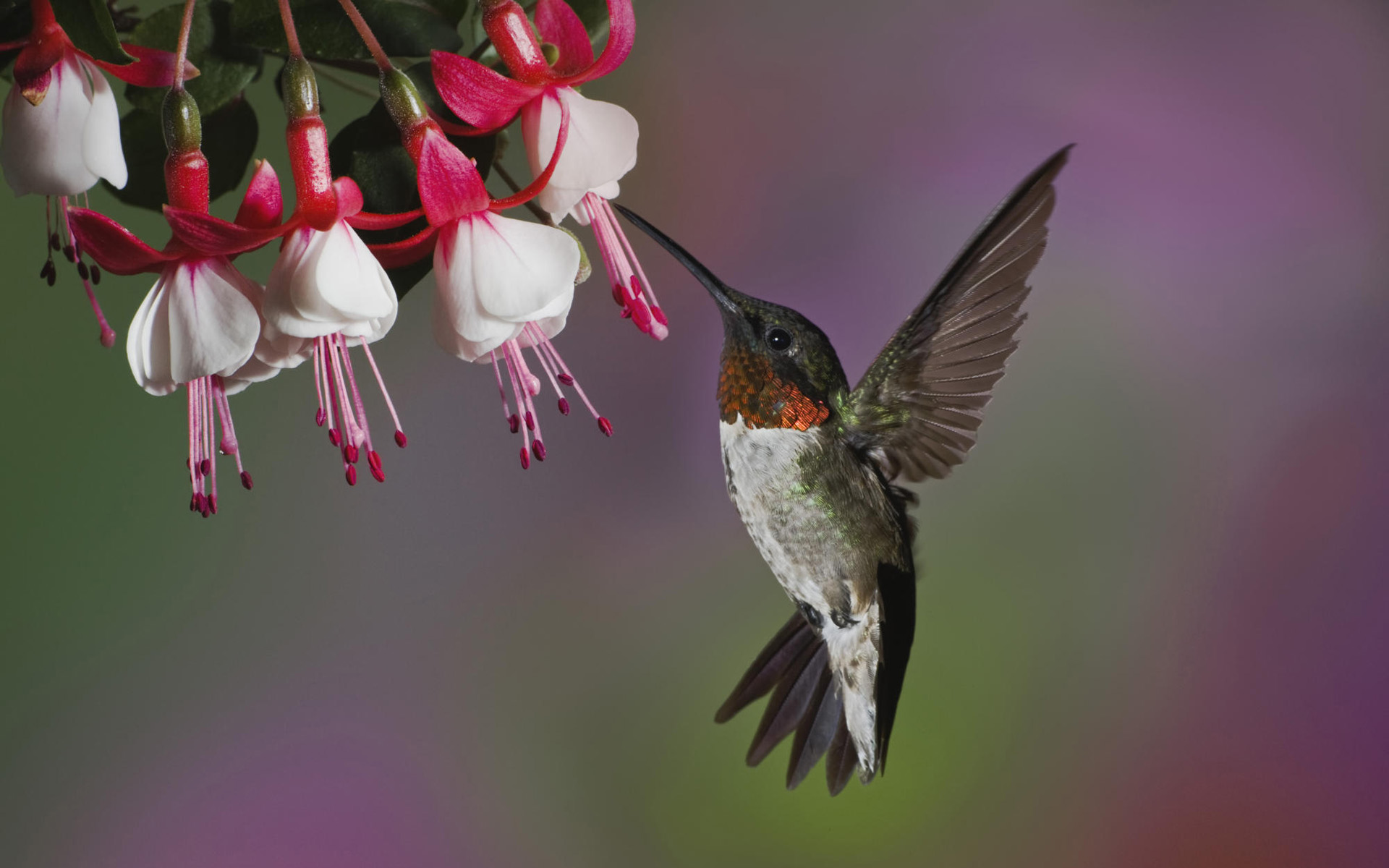 Hummingbird Computer Wallpapers, Desktop Backgrounds 1920x1200 ID