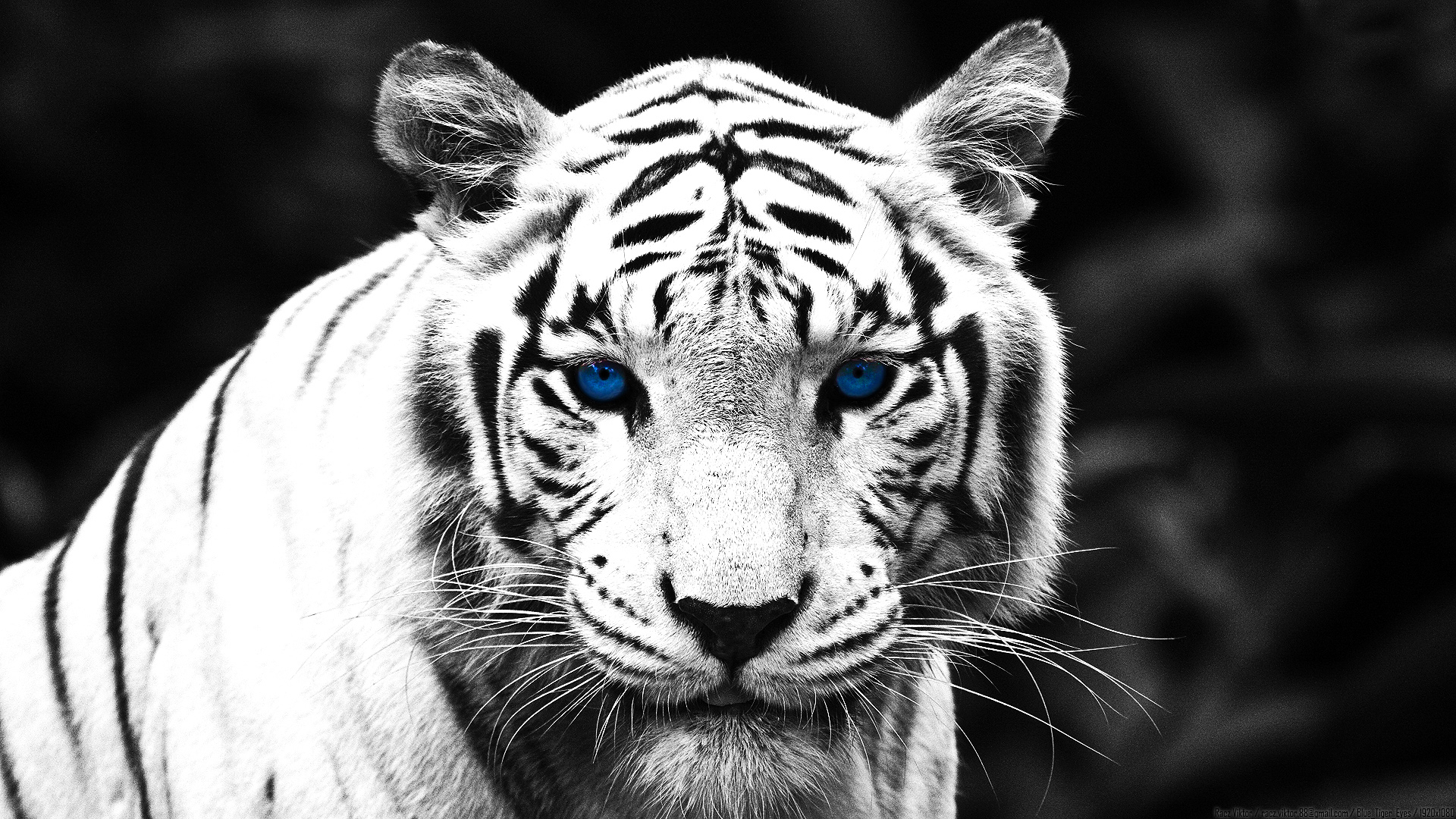 Download Animal White Tiger HD Wallpaper