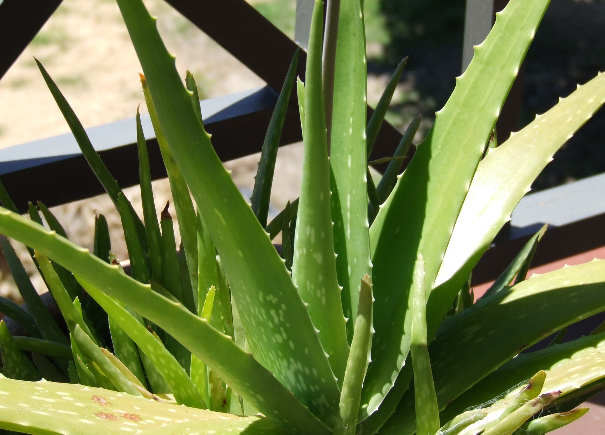 aloe vera HD Wallpaper Background Image 2048x1473 ID428851