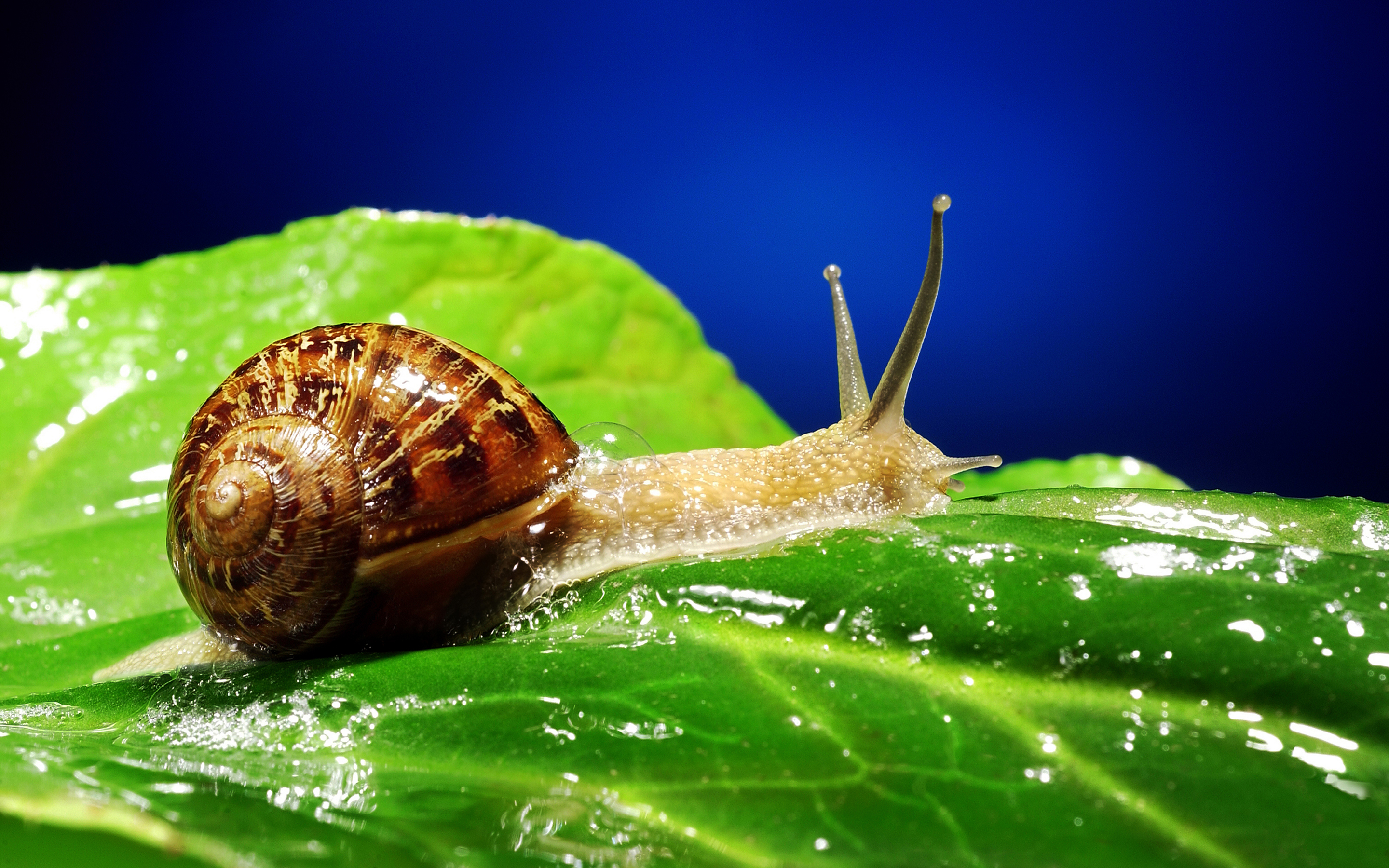 Snail Full HD Wallpaper and Background Image 2880x1800 ID429983