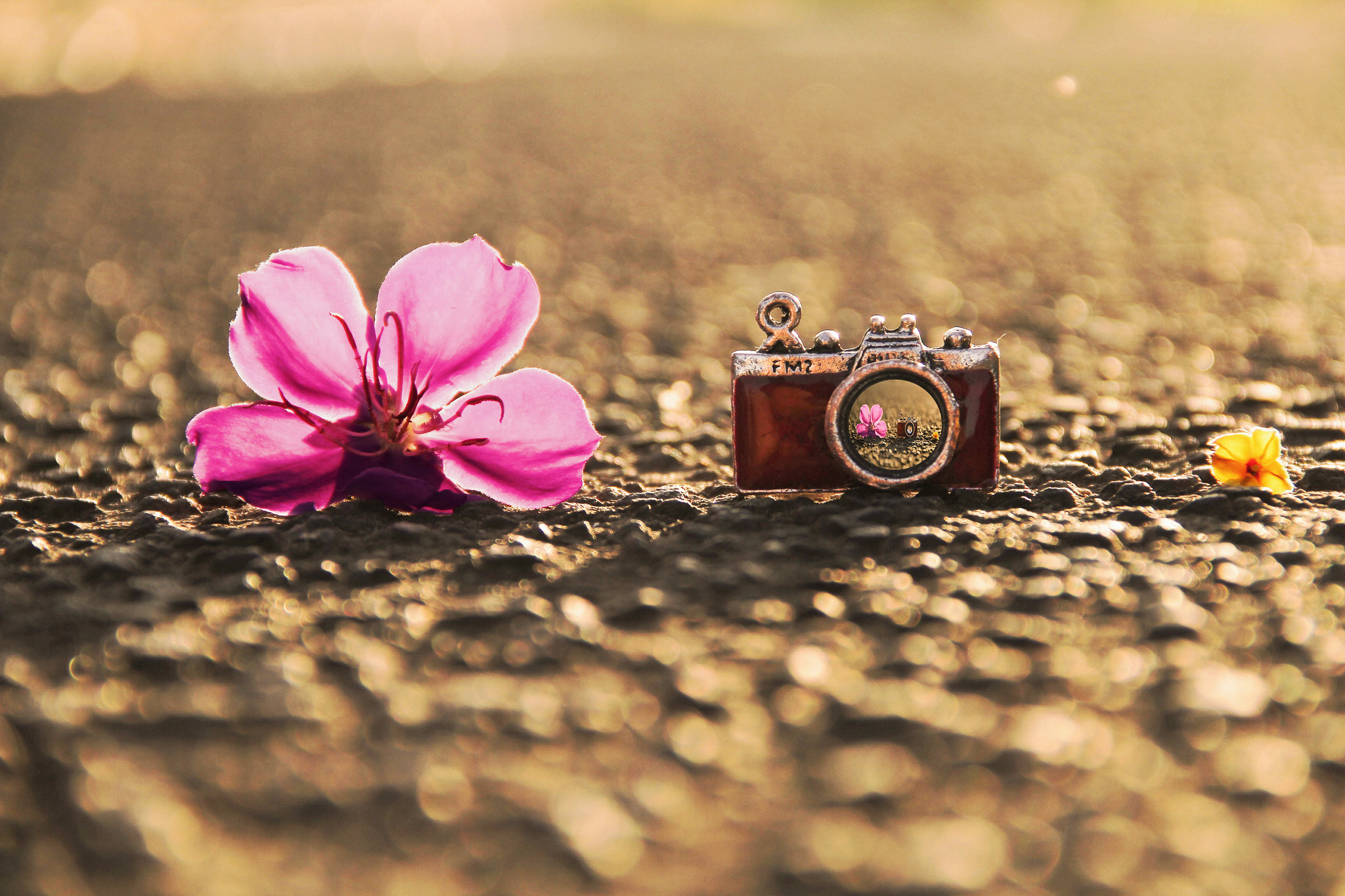 Artistic Capture Flower & Camera HD Wallpaper