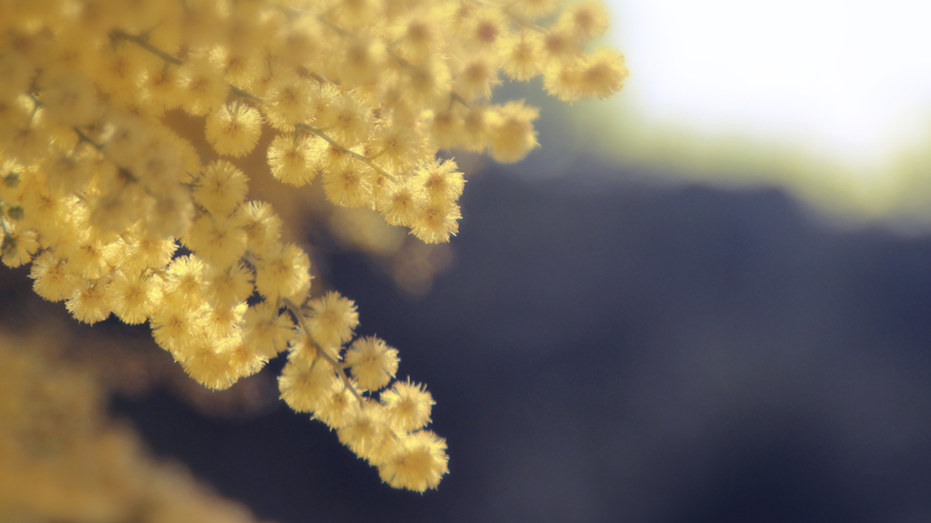 Golden Wattle Full HD Wallpaper and Background 1920x1080 ID448536