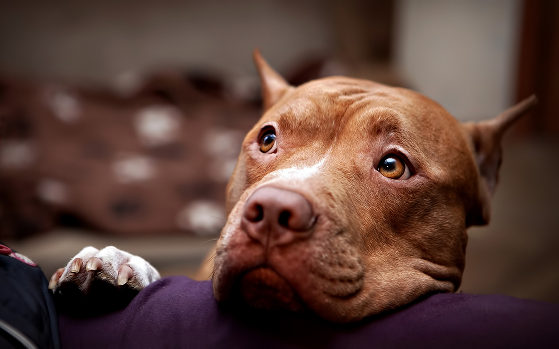 Pit Bull Companion HD Dog Wallpaper