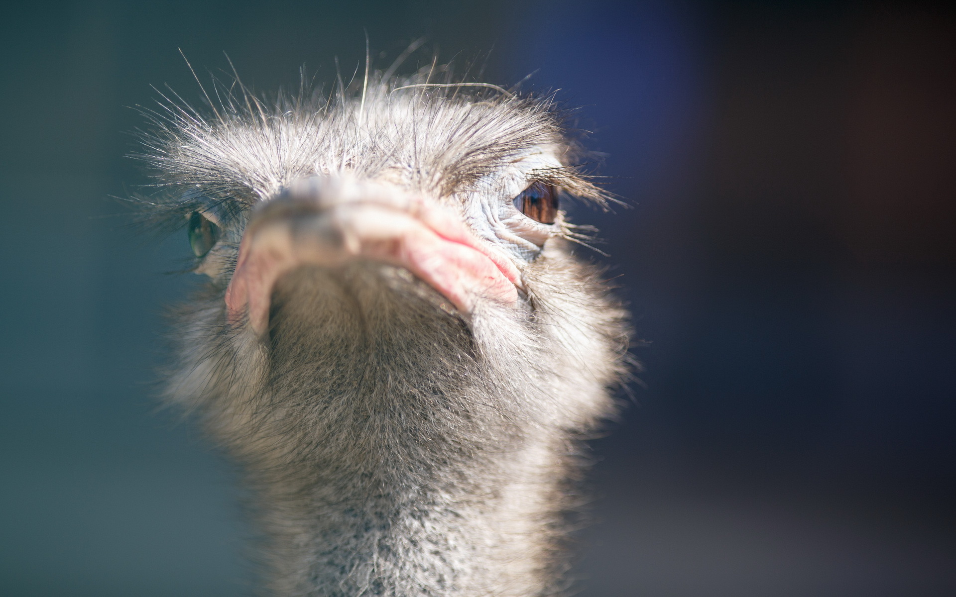Ostrich HD Wallpaper Background Image 1920x1200