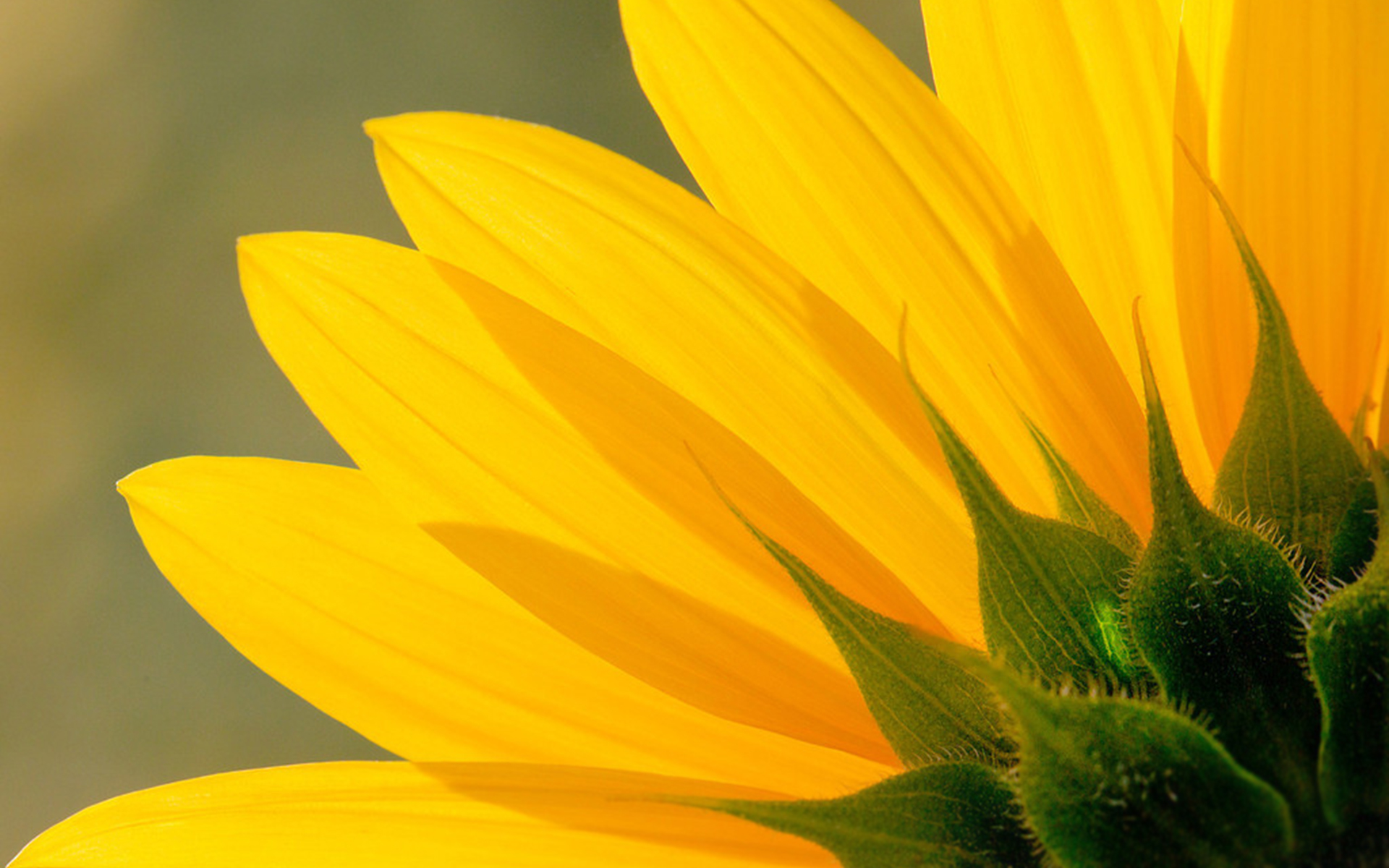 Download Yellow Flower Nature Sunflower HD Wallpaper