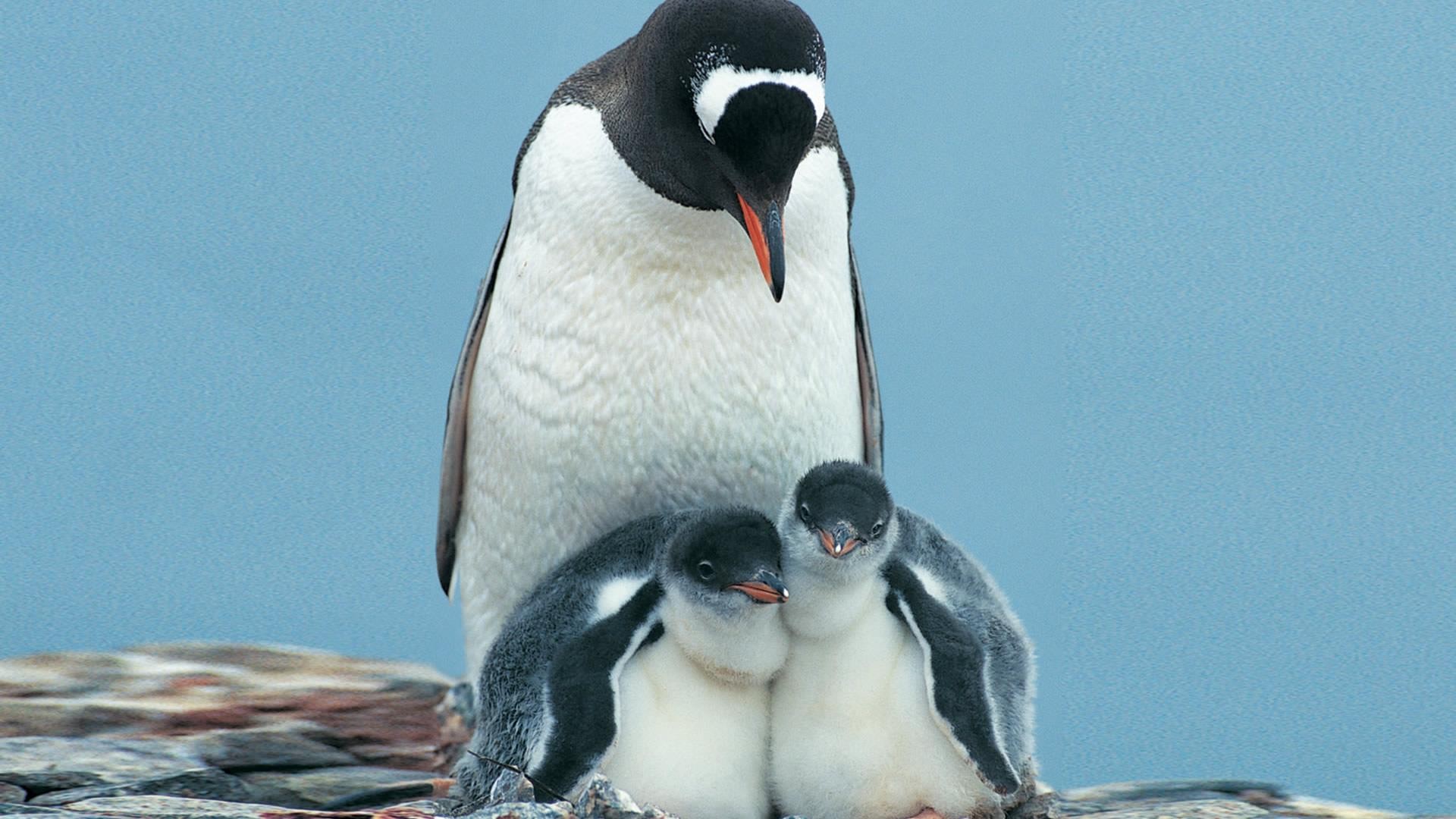 Penguin Full HD Wallpaper and Background 1920x1080 ID459082