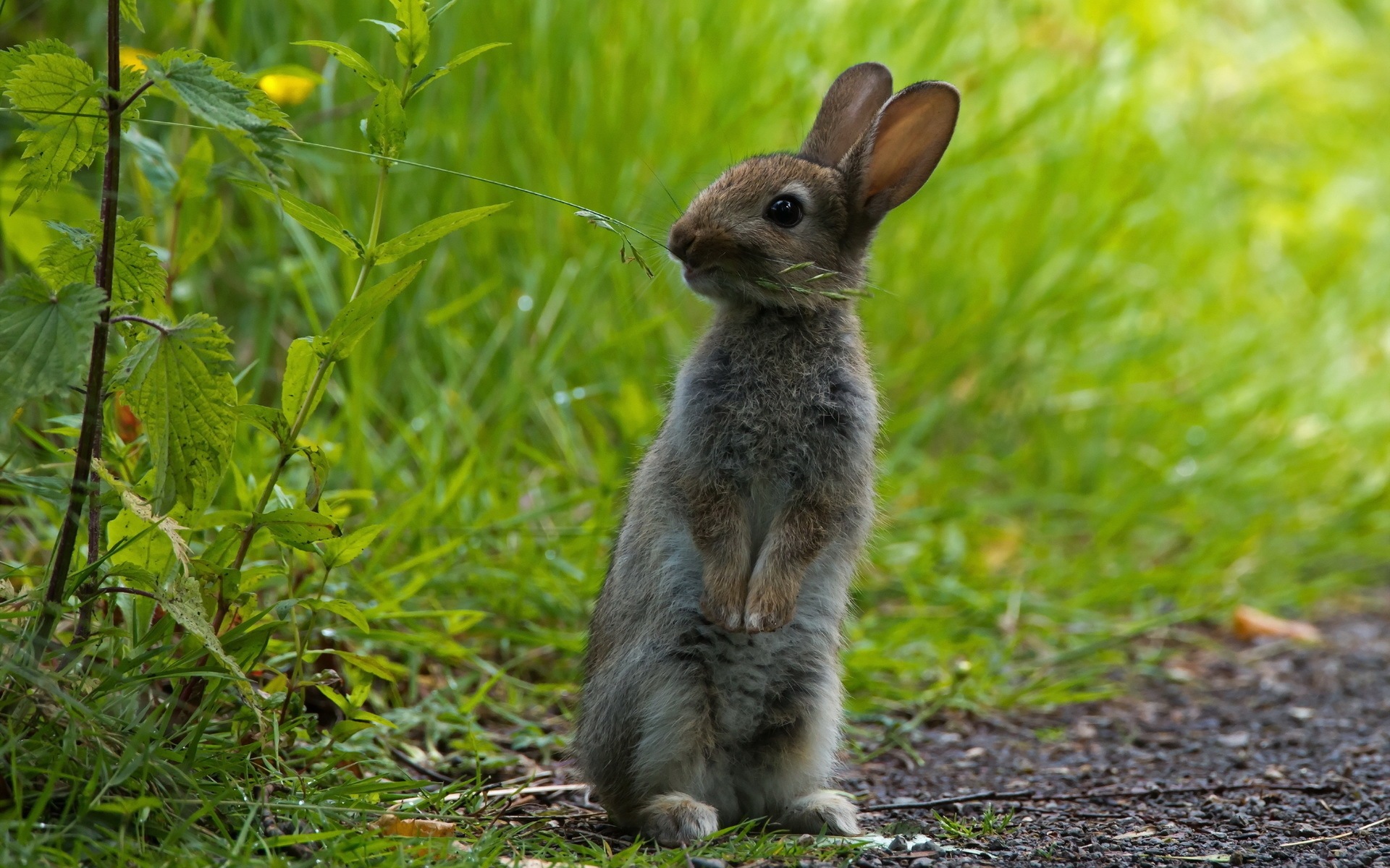Lapin Fonds d'écran, Arrièresplan 1920x1200 ID480810
