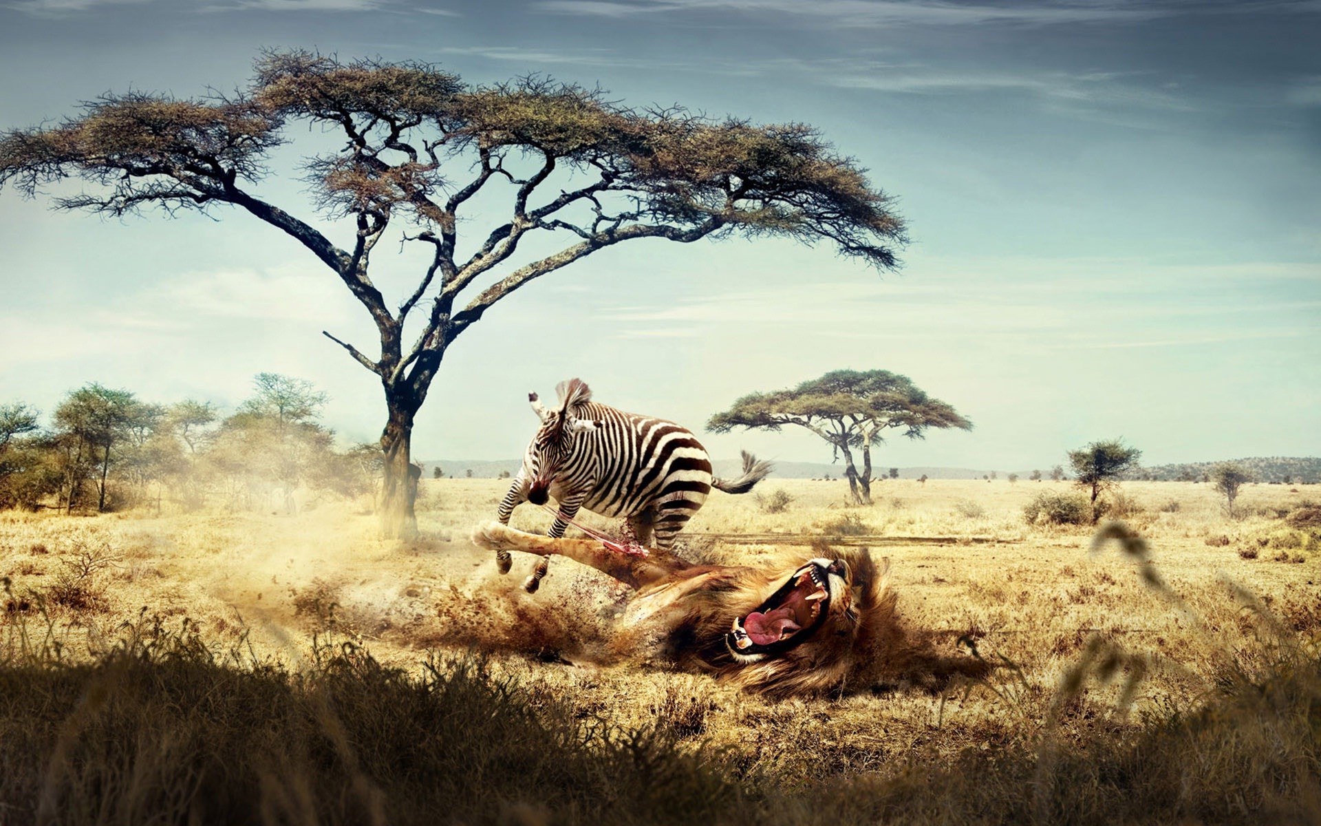 wildlife Wallpaper and Background Image 1366x768 ID481906