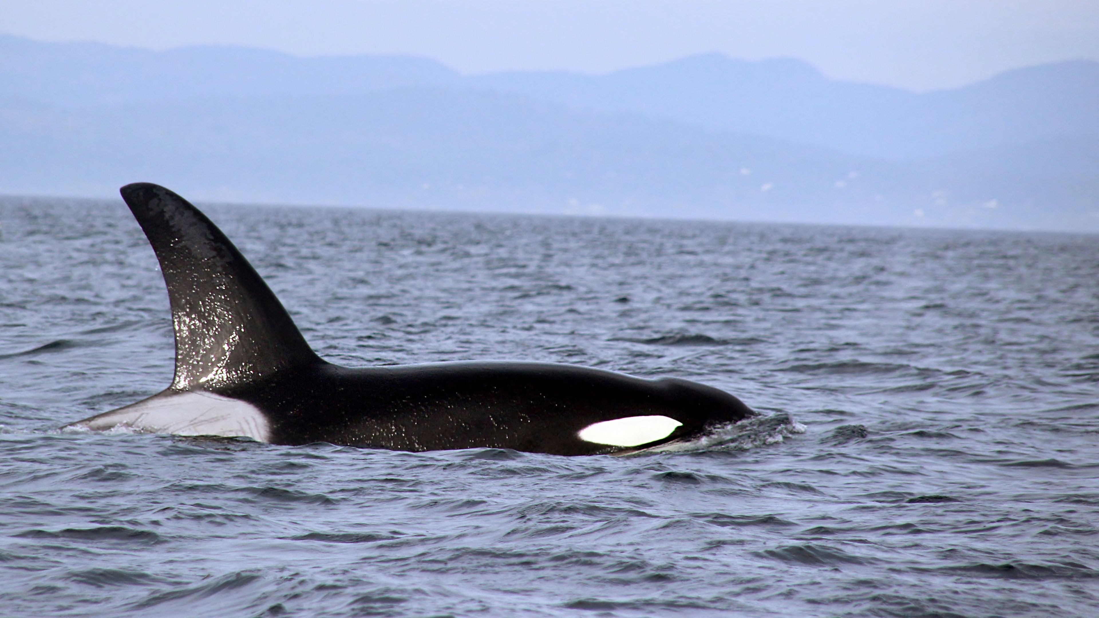 Killer whale 4k Ultra HD Wallpaper and Background Image 3840x2160