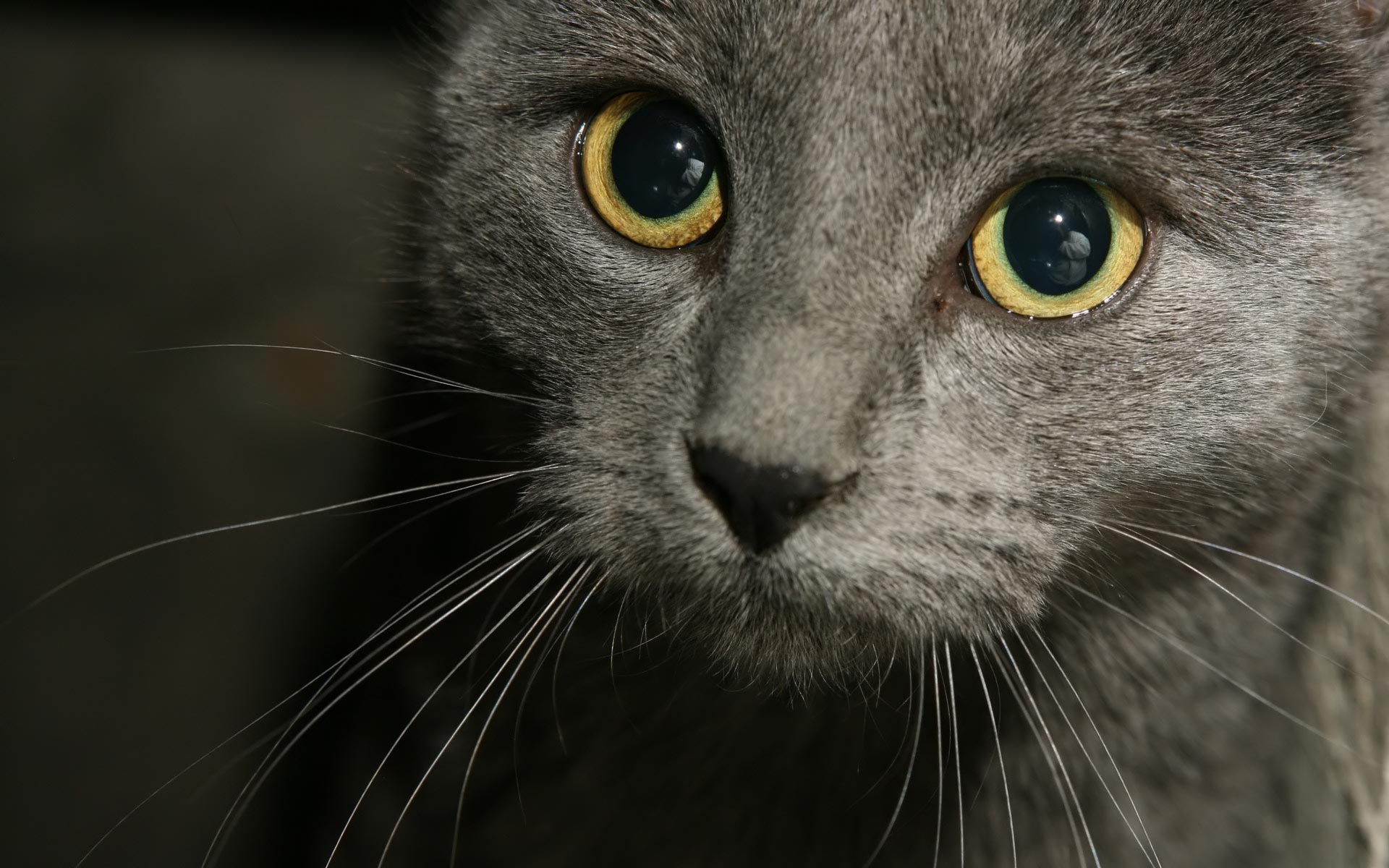 Russian Blue Cat Wallpaper