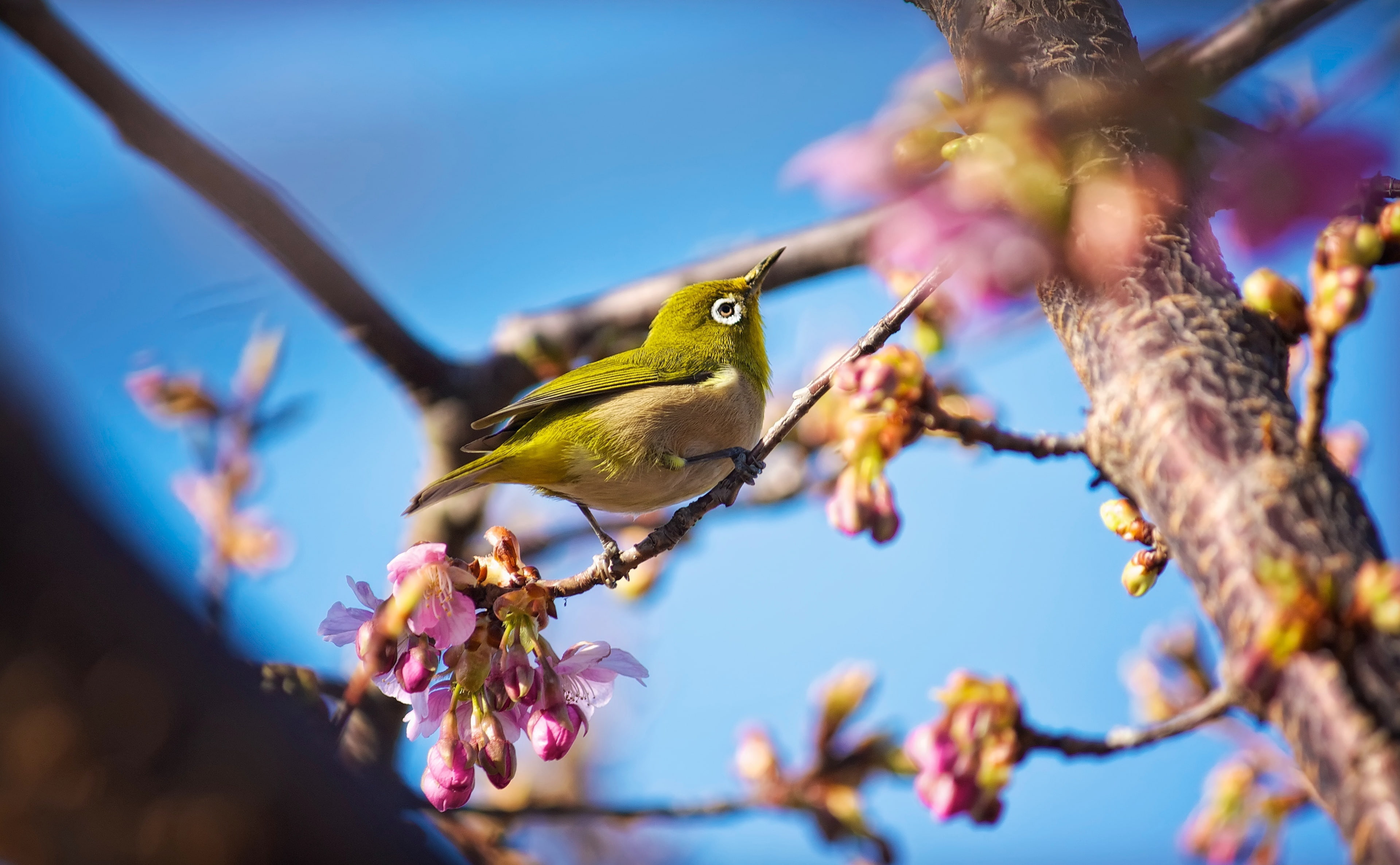 Download Bird Animal Japanese Whiteeye Japanese Whiteeye HD Wallpaper