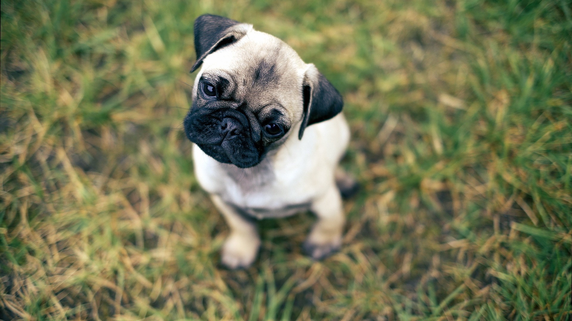 Pug Fondo de pantalla HD Fondo de Escritorio 1920x1080 ID516109 Wallpaper Abyss