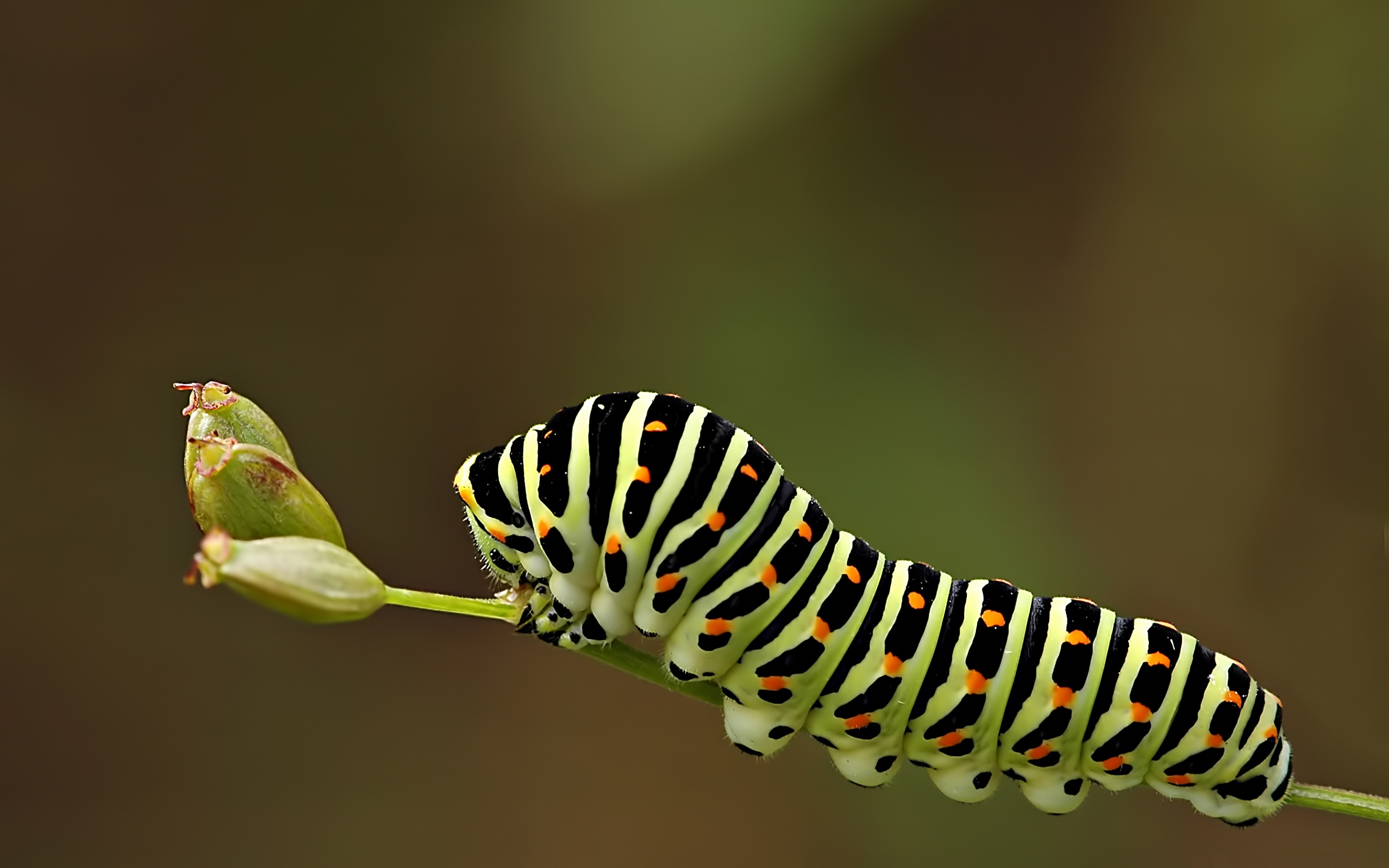 Caterpillar HD Wallpaper Background Image 2880x1800