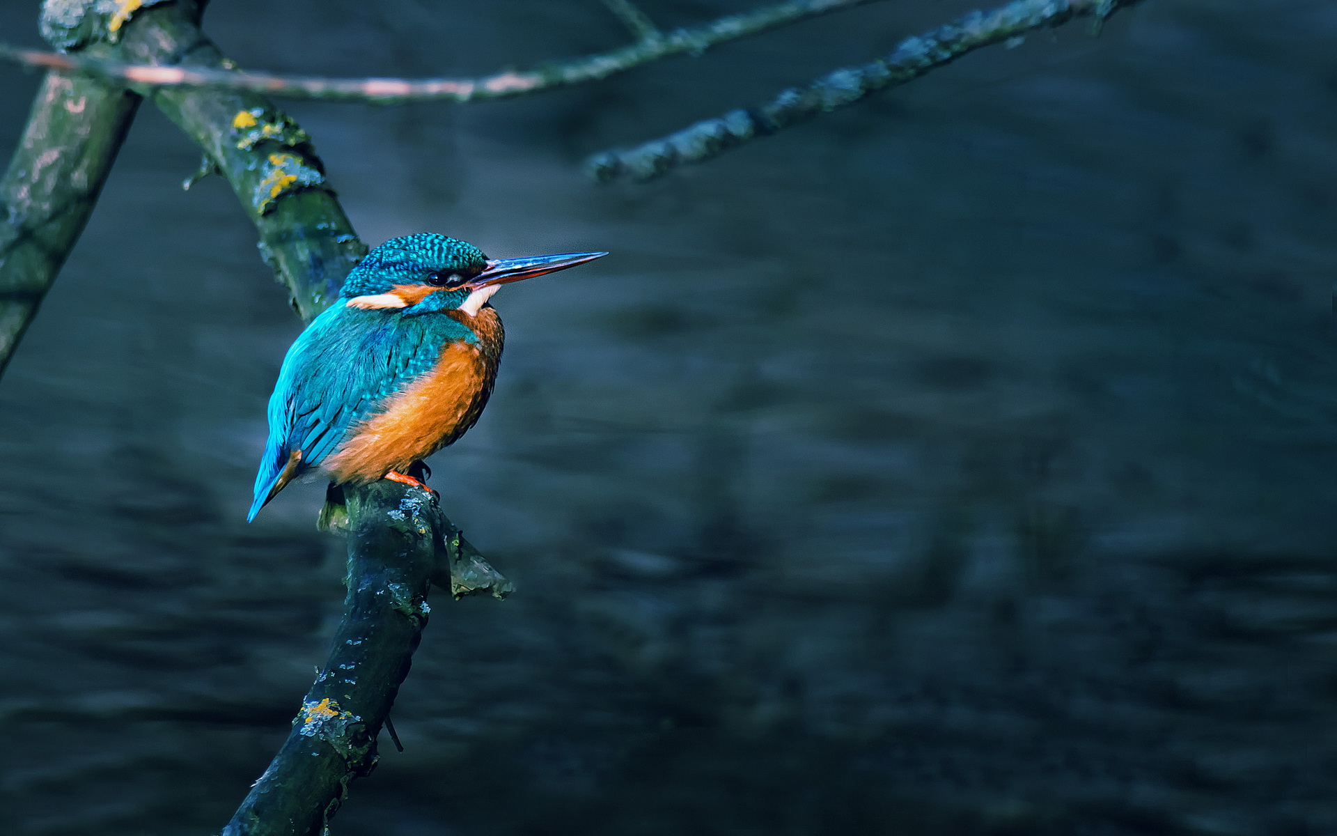 Kingfisher Full HD Wallpaper and Background 1920x1200 ID528077