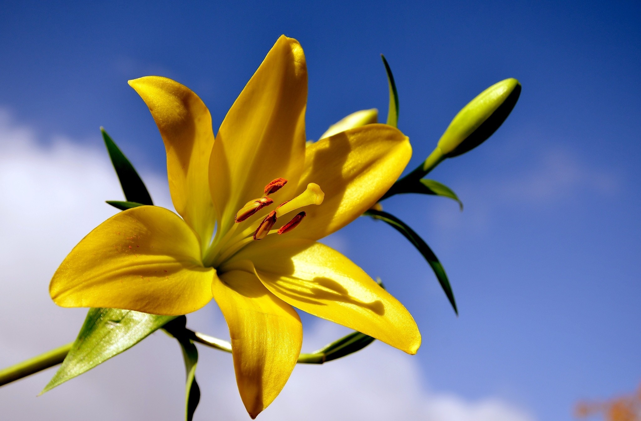 Lily HD Wallpaper Background Image 2048x1345 ID540747
