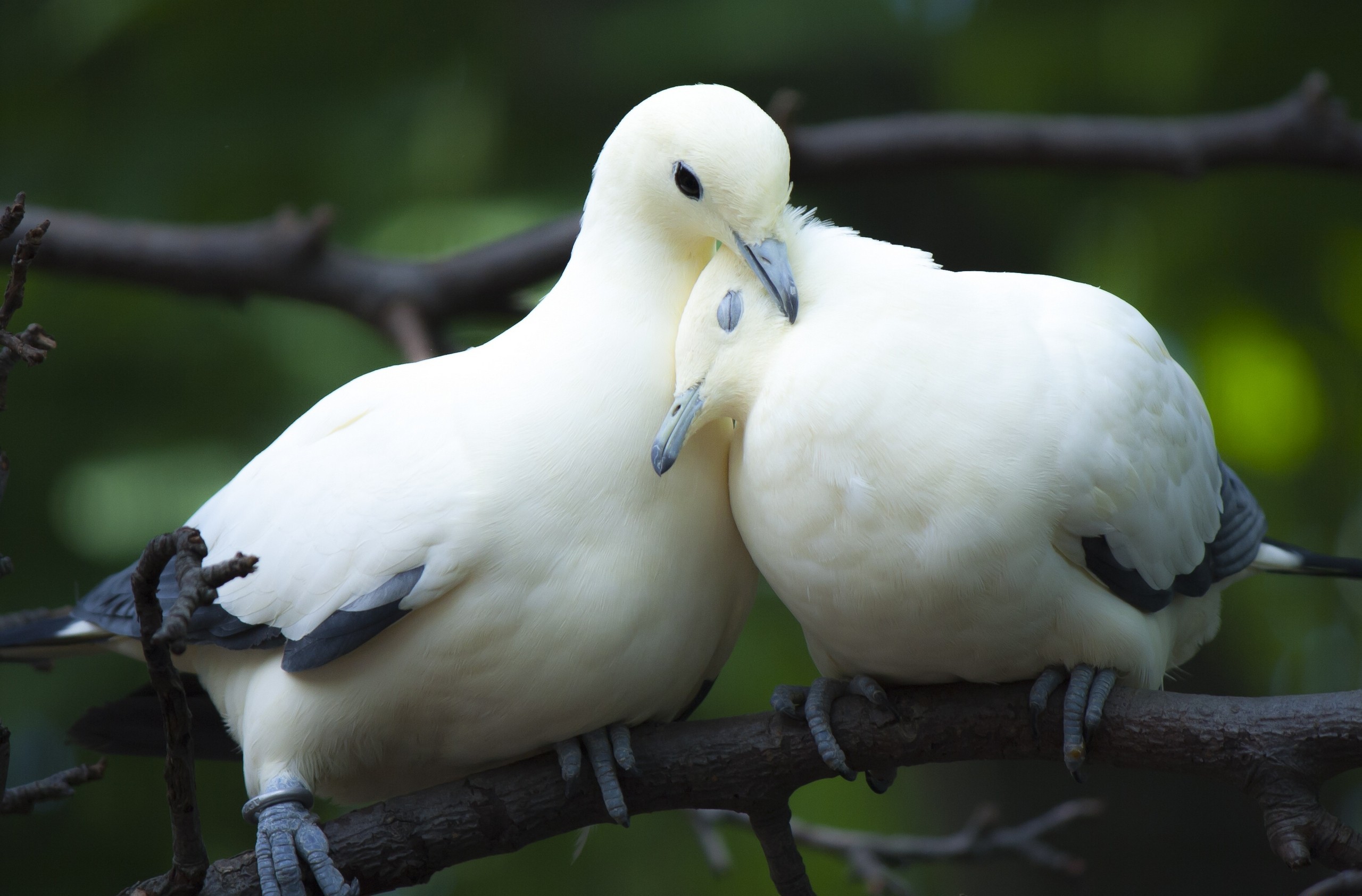 HD Wallpaper Serene Couple of White Doves on a Branch