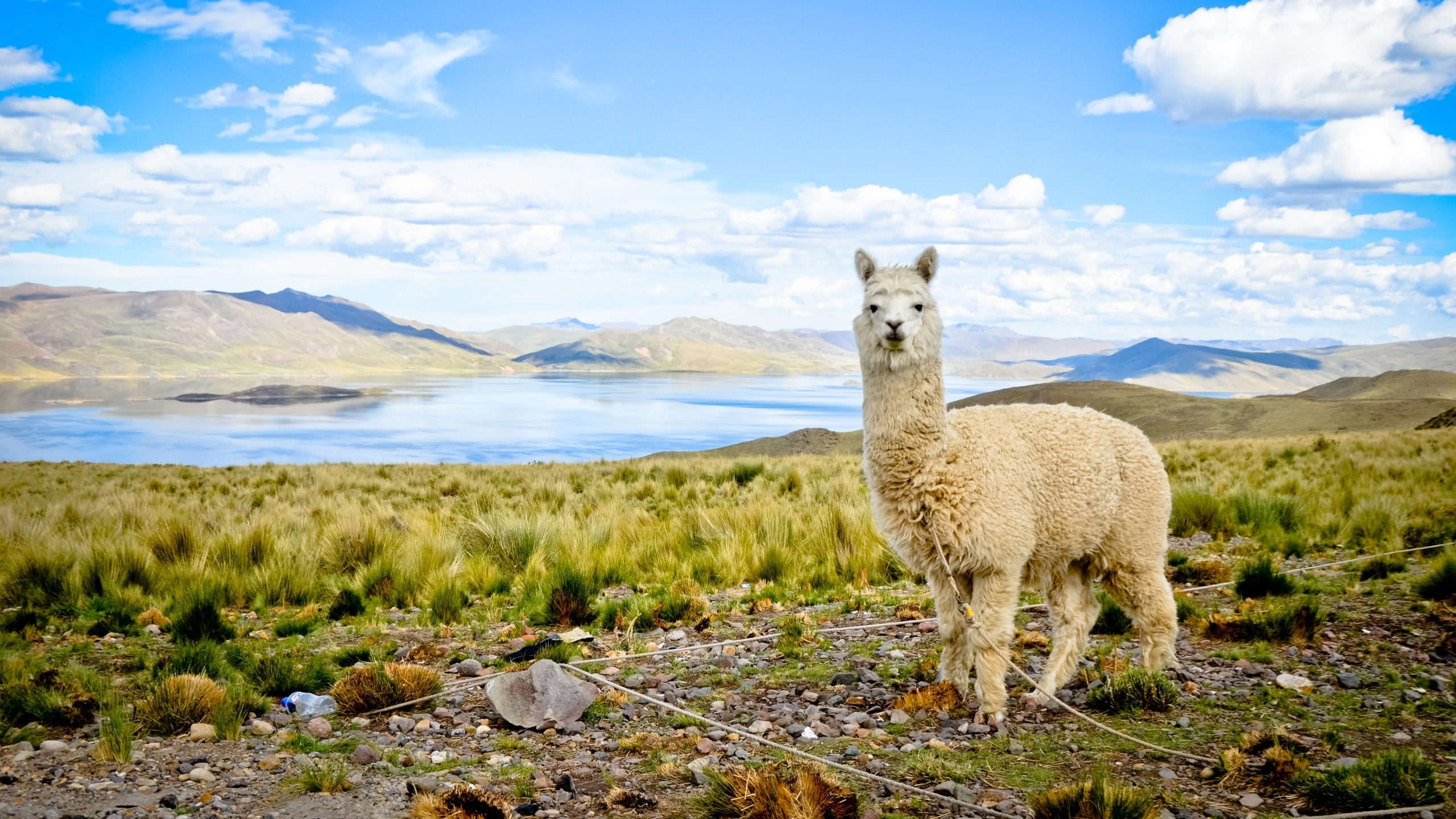 Alpaca Computer Wallpapers, Desktop Backgrounds 2560x1440 ID548463