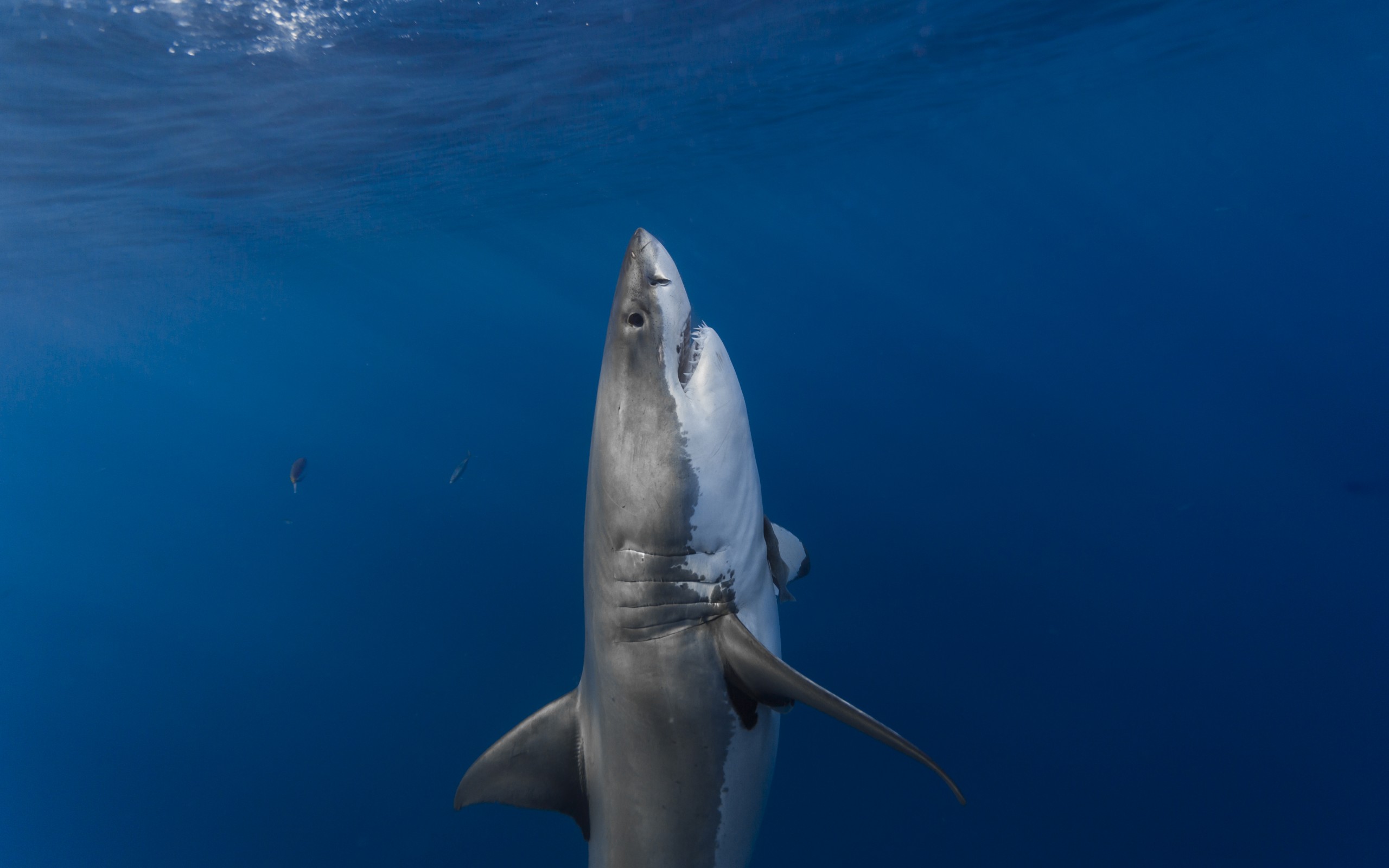 Hai HD Wallpaper Hintergrund 2560x1600