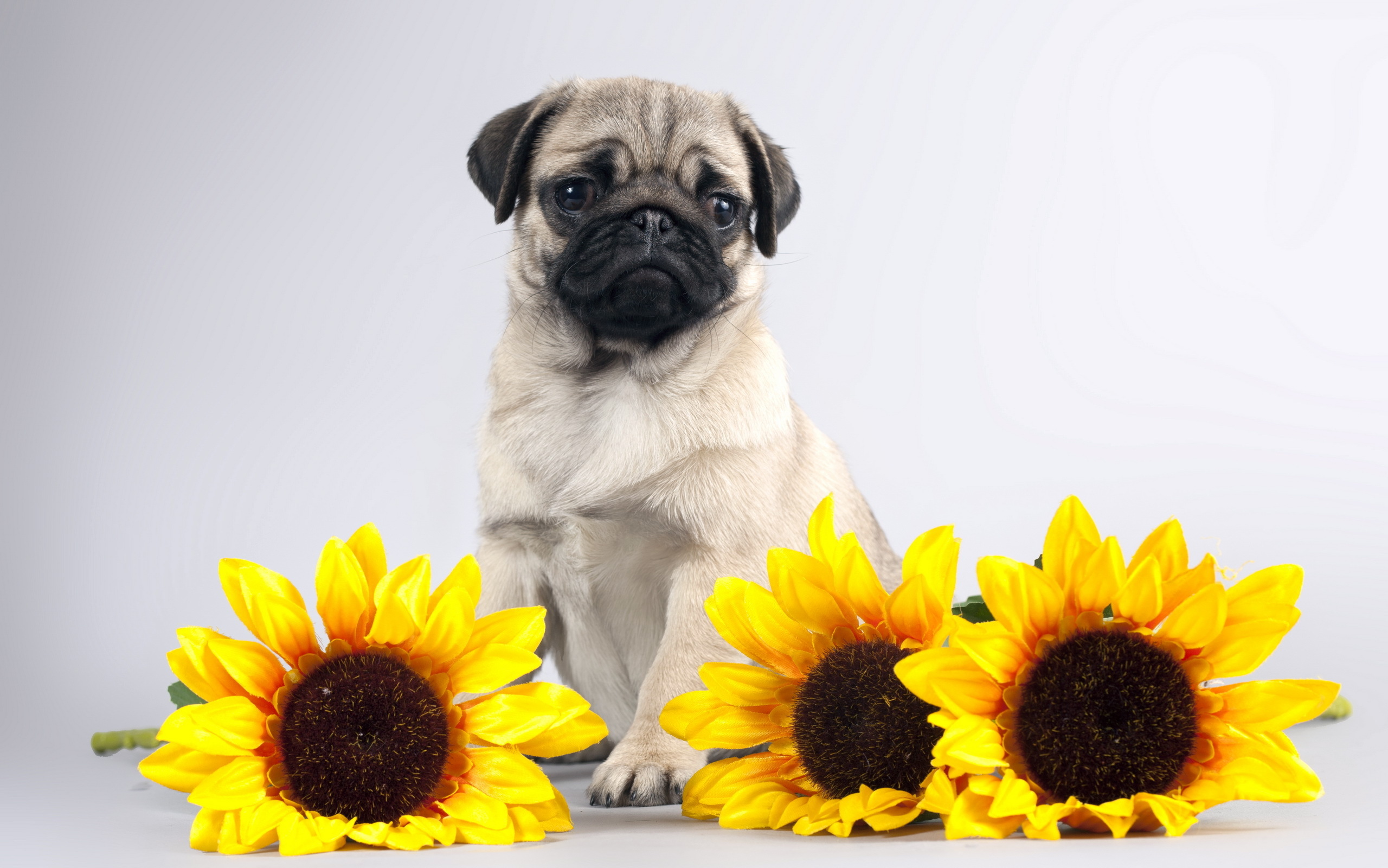 Pug Computer Wallpapers, Desktop Backgrounds 2560x1600 ID591623