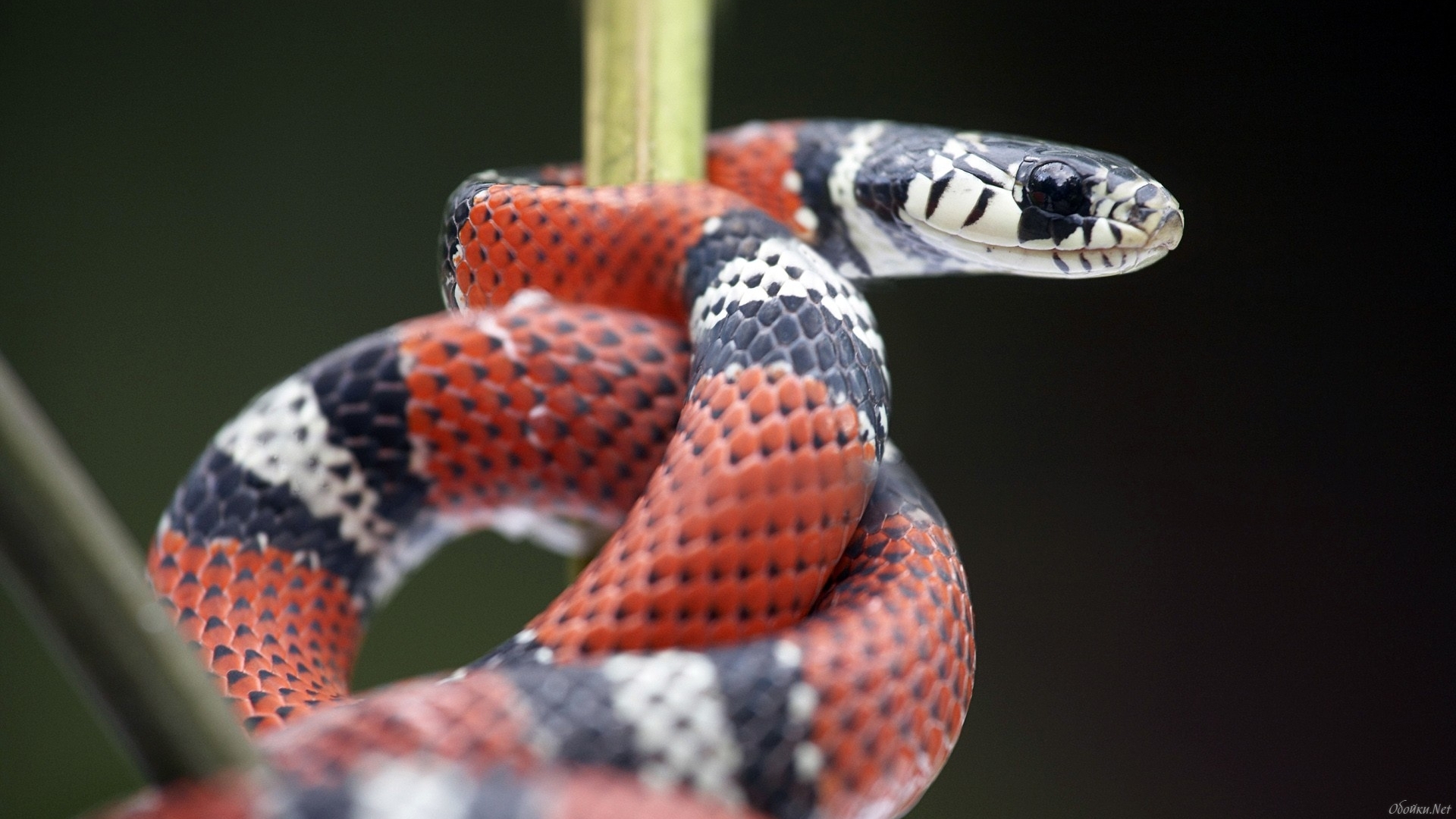 Download Animal False Coral Snake HD Wallpaper