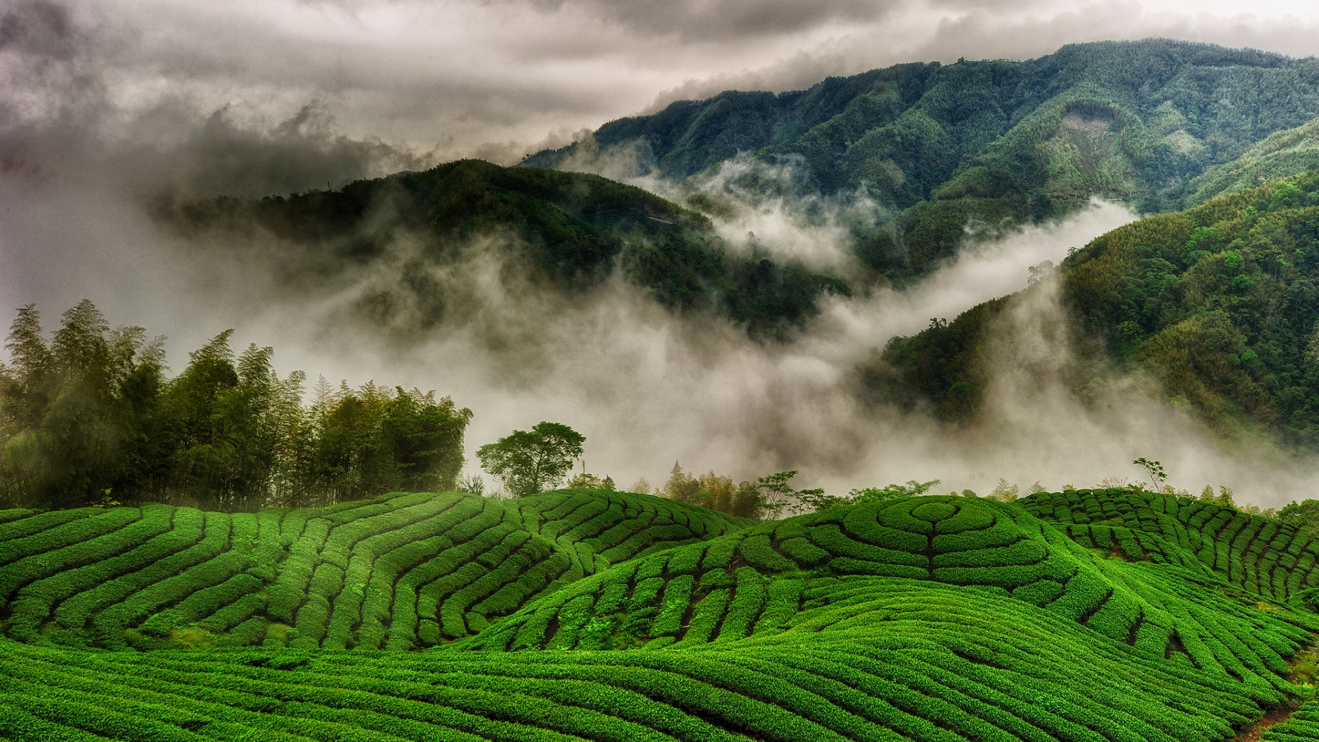 Green Tea Plantationscenery Hd Desktop Wallpaper Preview 842