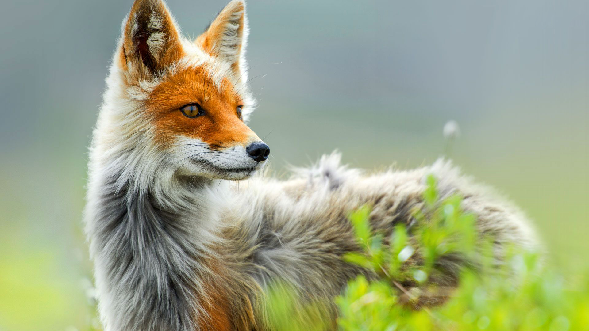 Download Animal Fox HD Wallpaper