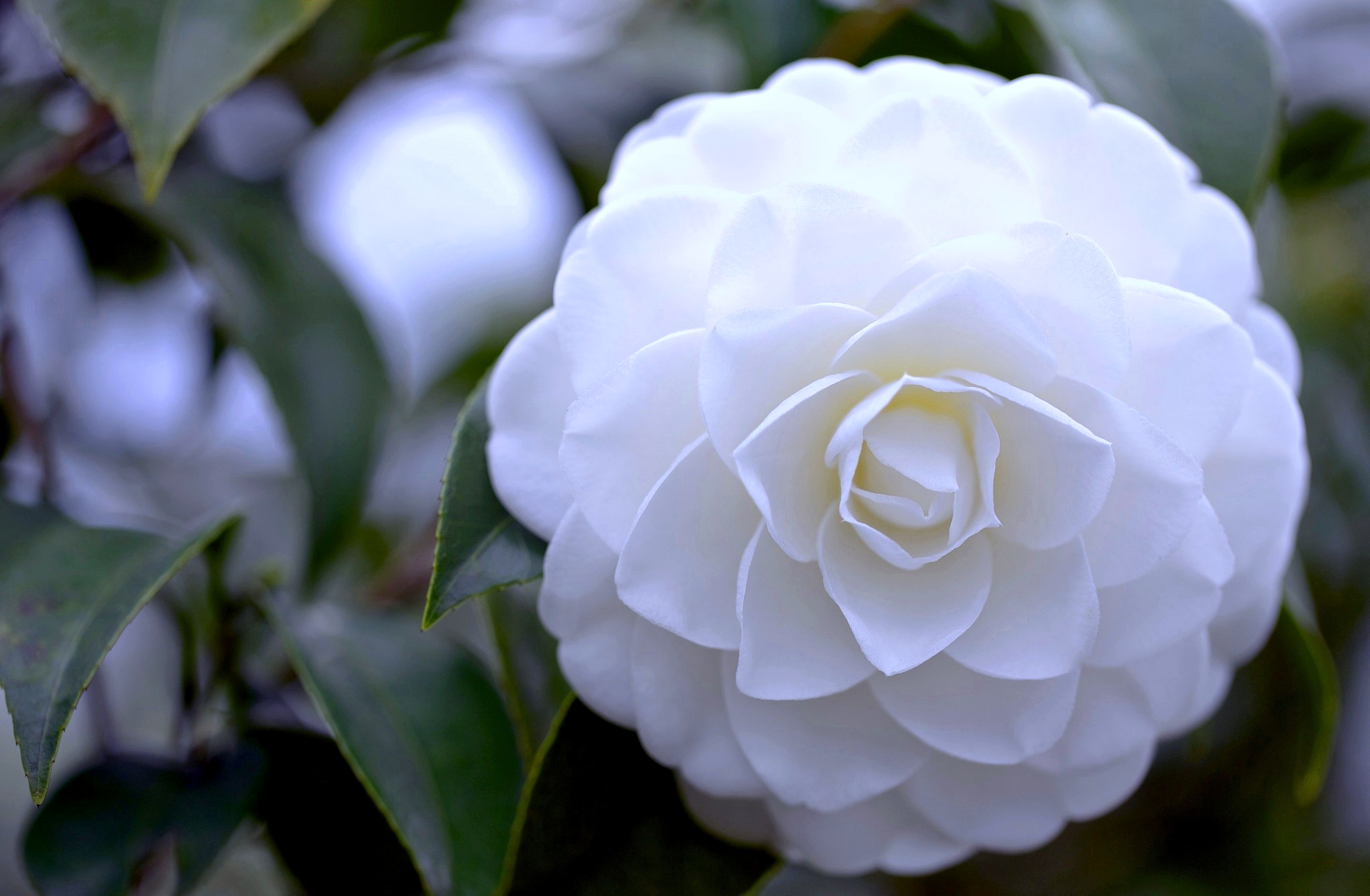White Camellia 4k Ultra HD Wallpaper and Background 3840x2513 ID593961