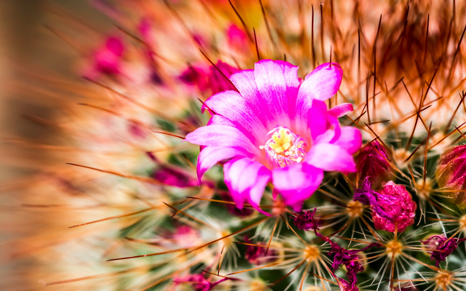 Cactus Computer Wallpapers, Desktop Backgrounds 1920x1200 ID596428