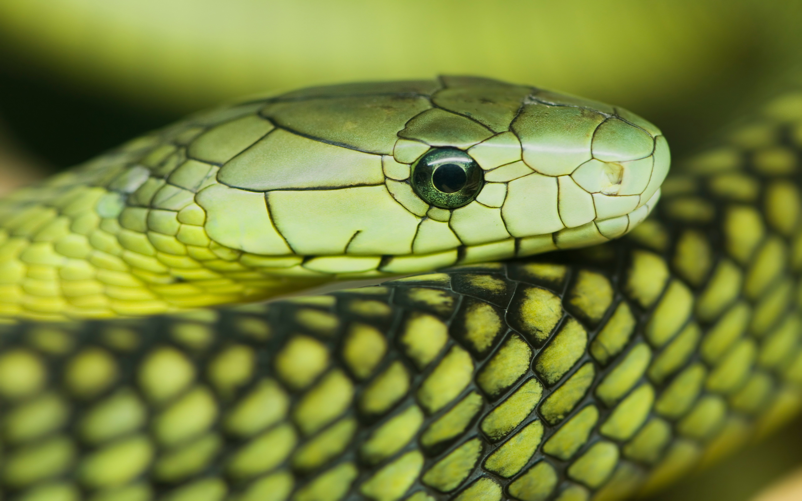Download Animal Eastern Green Mamba HD Wallpaper