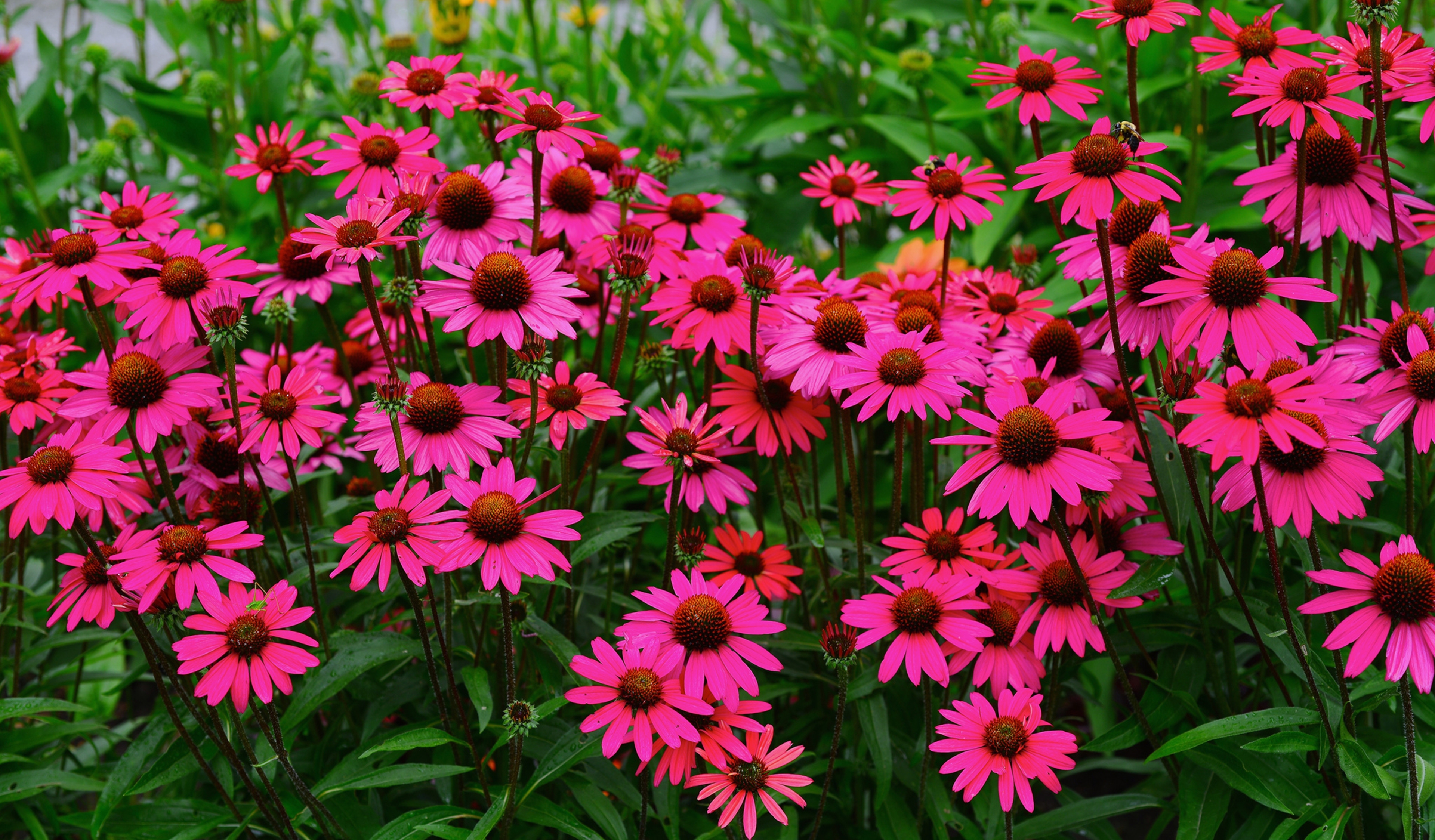 Download Landscape Spring Nature Garden Rose Flower 4k Ultra HD Wallpaper