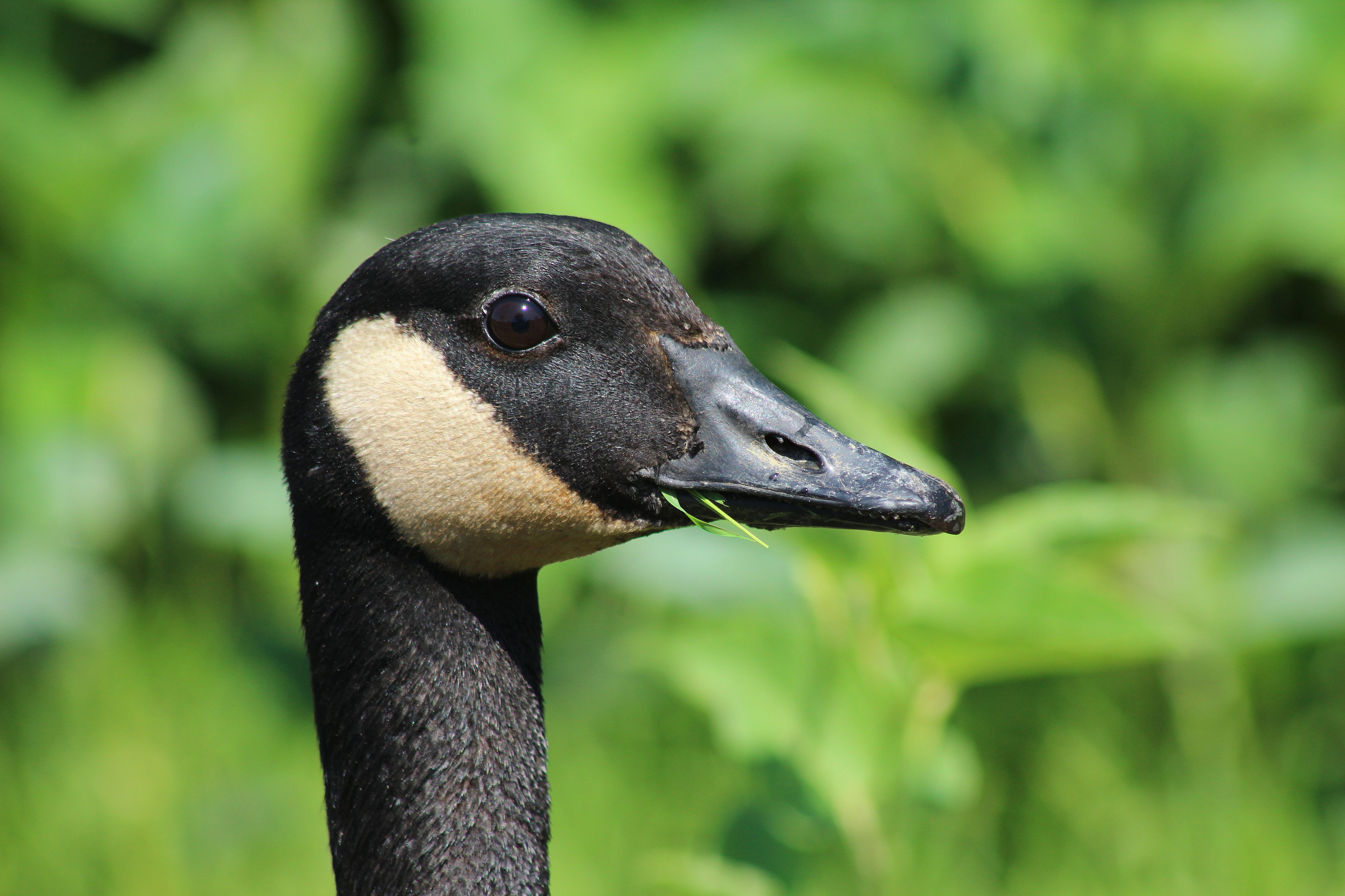 Download Animal Canada Goose 4k Ultra HD Wallpaper