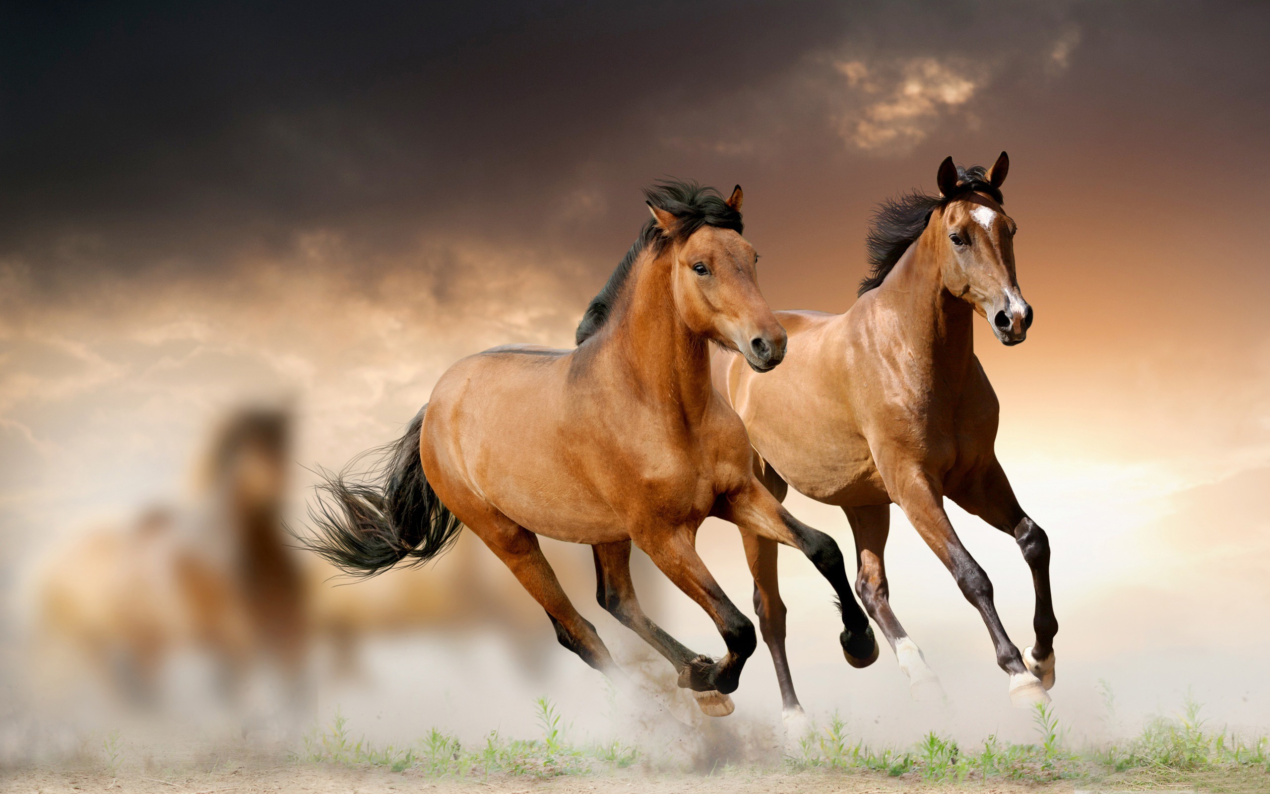 Download Running Blur Animal Horse HD Wallpaper