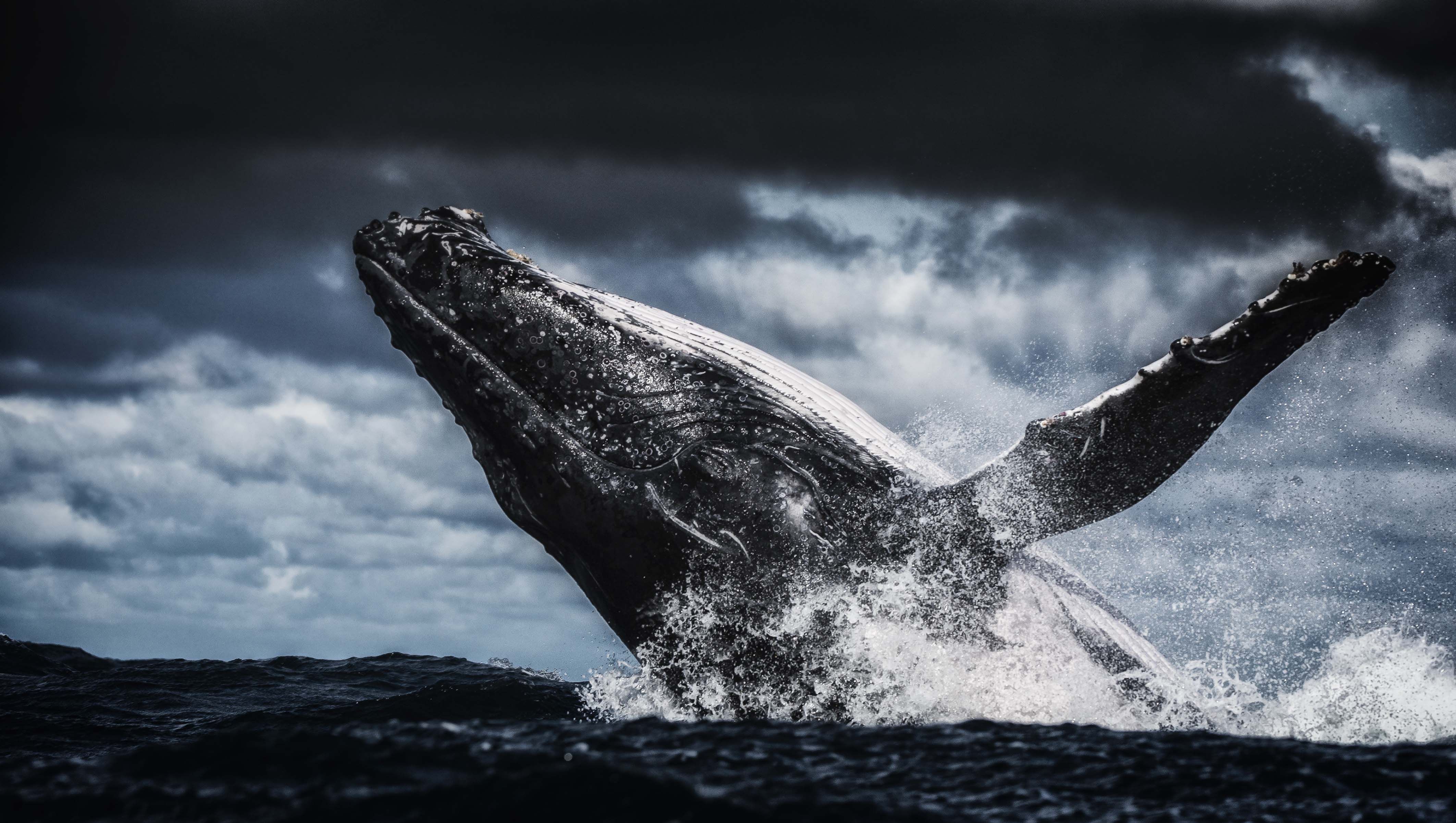 Humpback Whale 4k Ultra HD Wallpaper Background Image