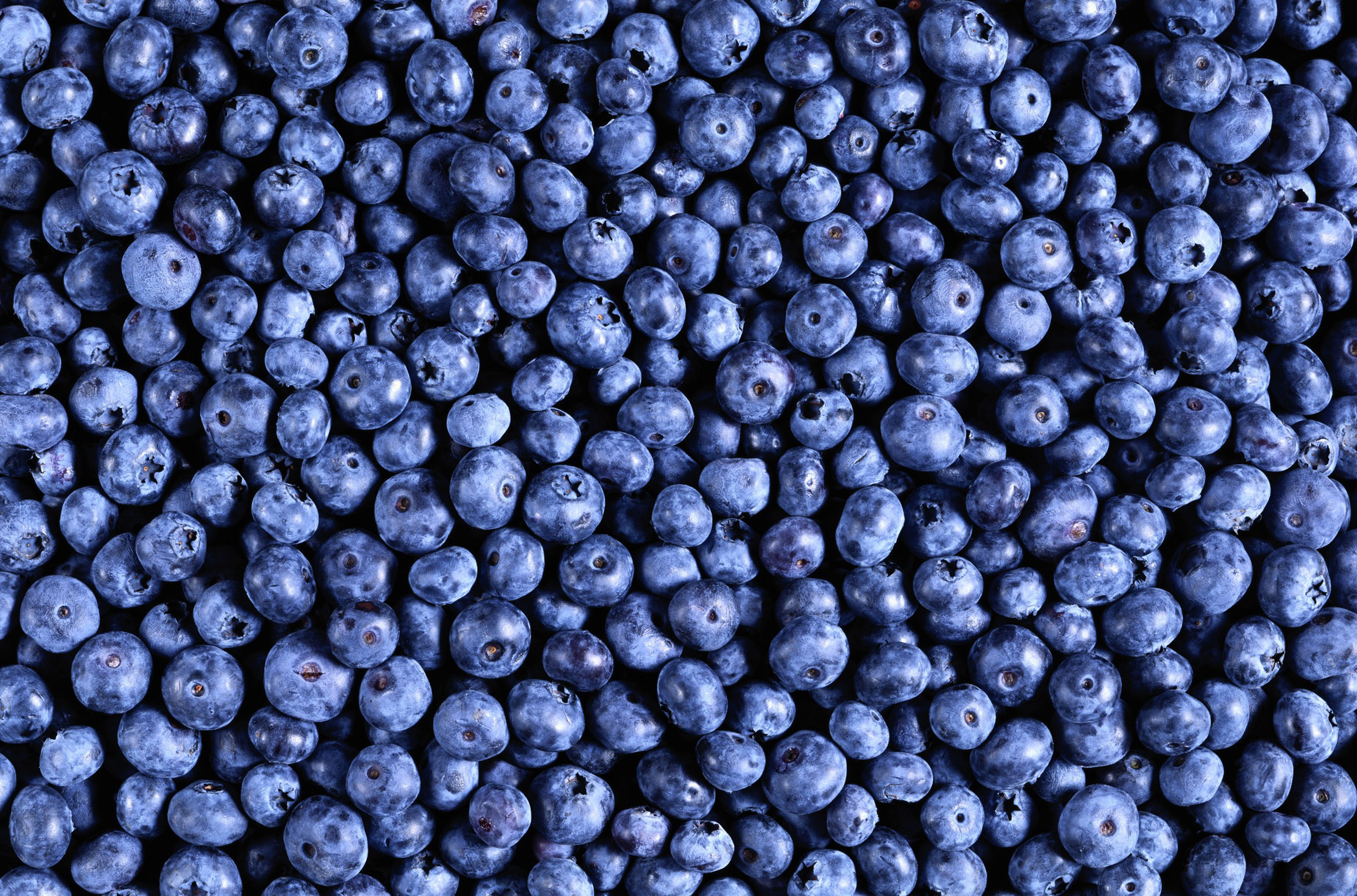 Download Food Blueberry HD Wallpaper