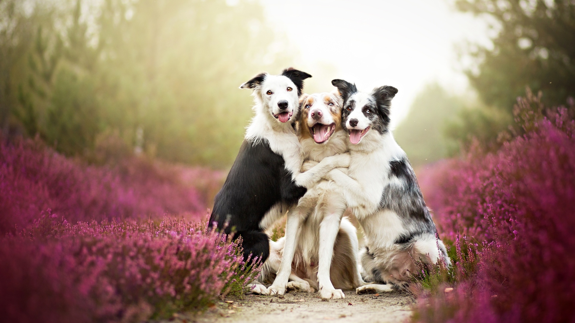 Cute Australian Shepherd and Border Collie Love HD Wallpaper
